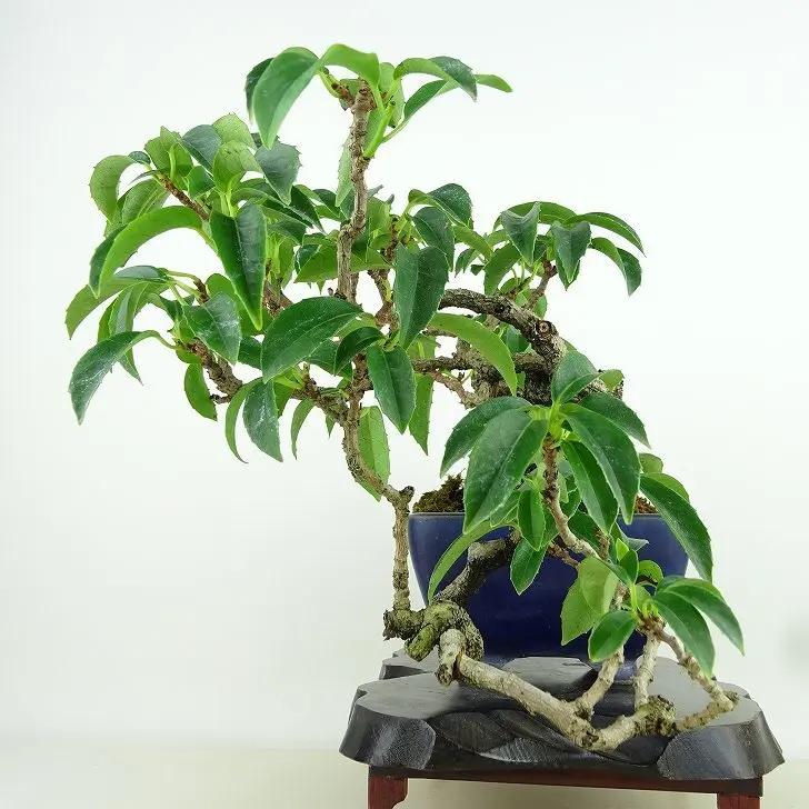 Kadsura japonica Canada Bonsai