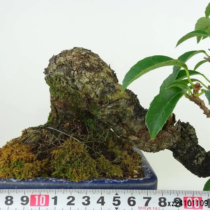 Kadsura japonica Canada Bonsai