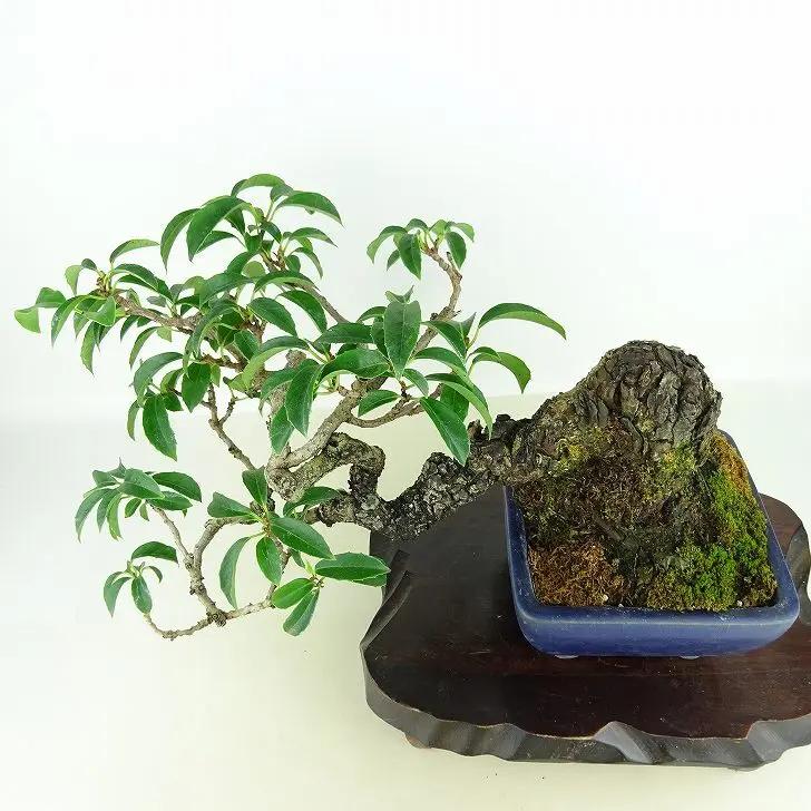 Kadsura japonica Canada Bonsai