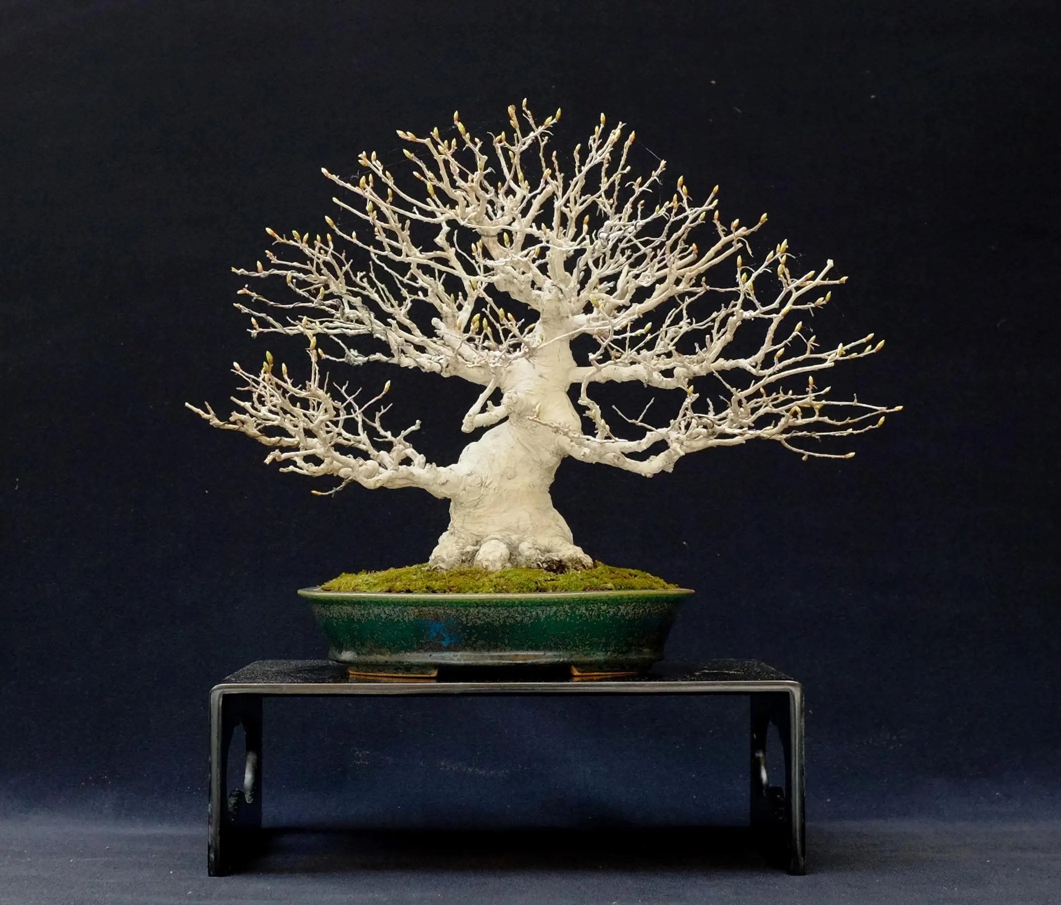 Carpinus turczaninowii Canada Bonsai