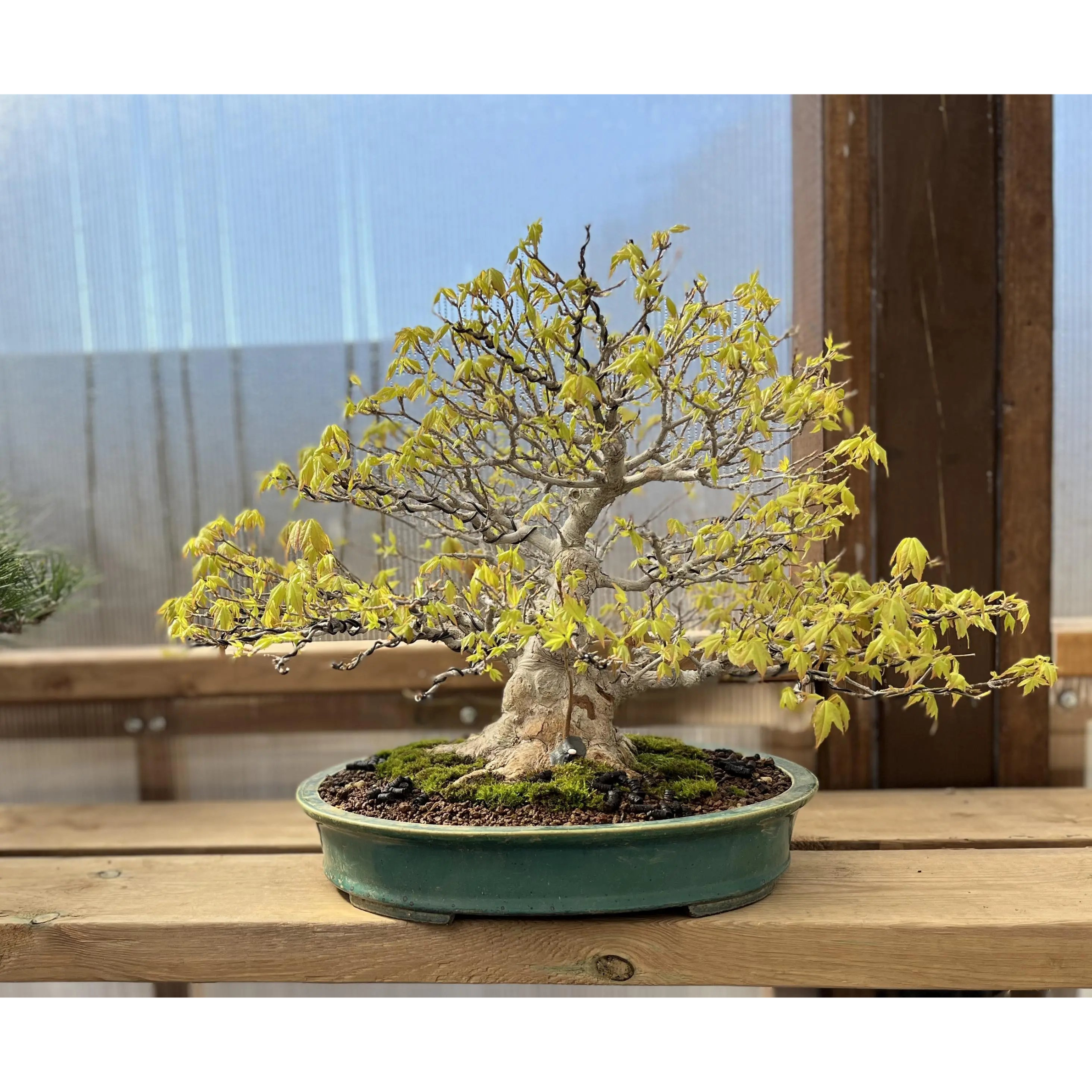 Acer buergerianum