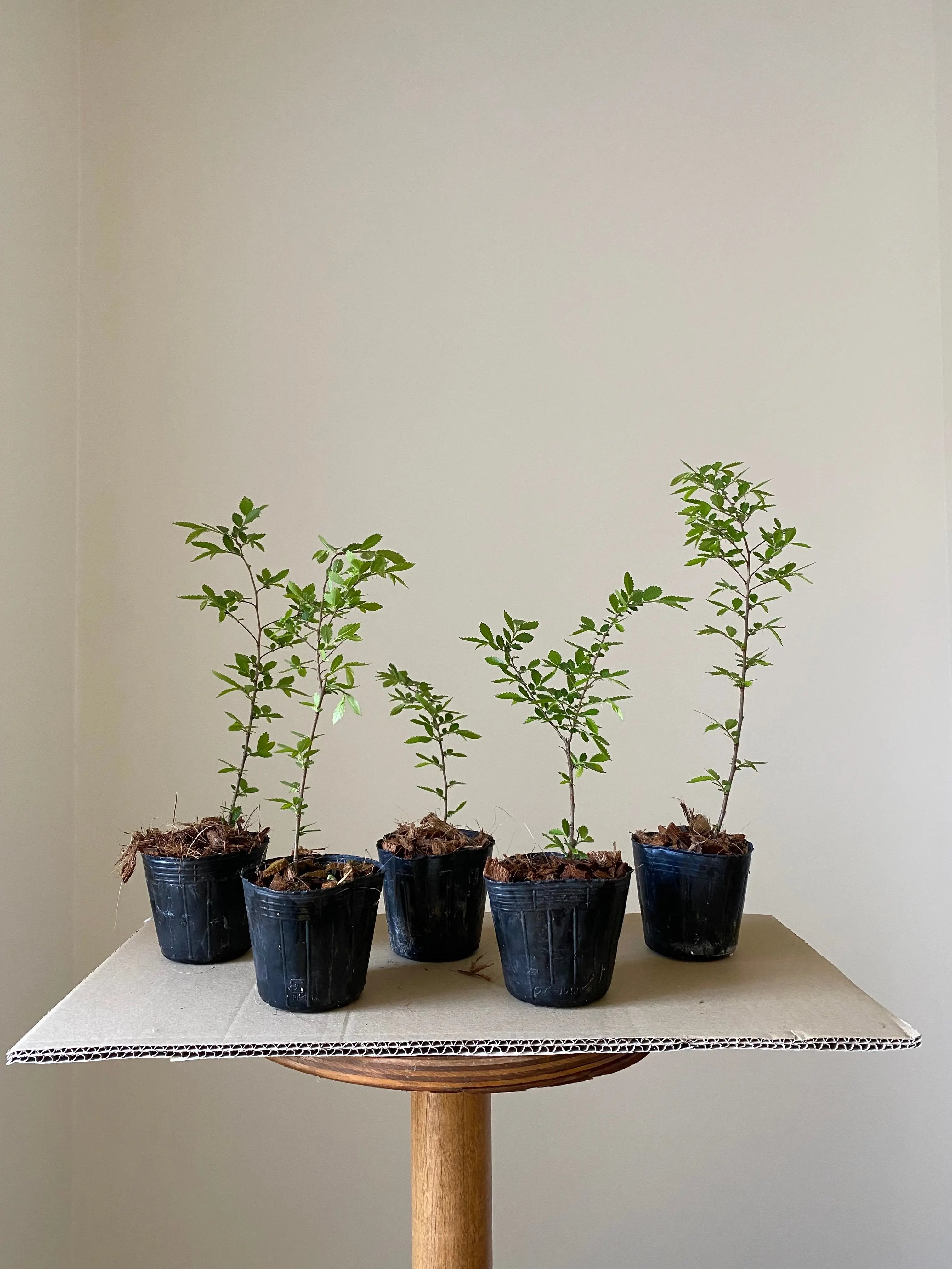 Chinese Elm (Rough Bark) Canada Bonsai