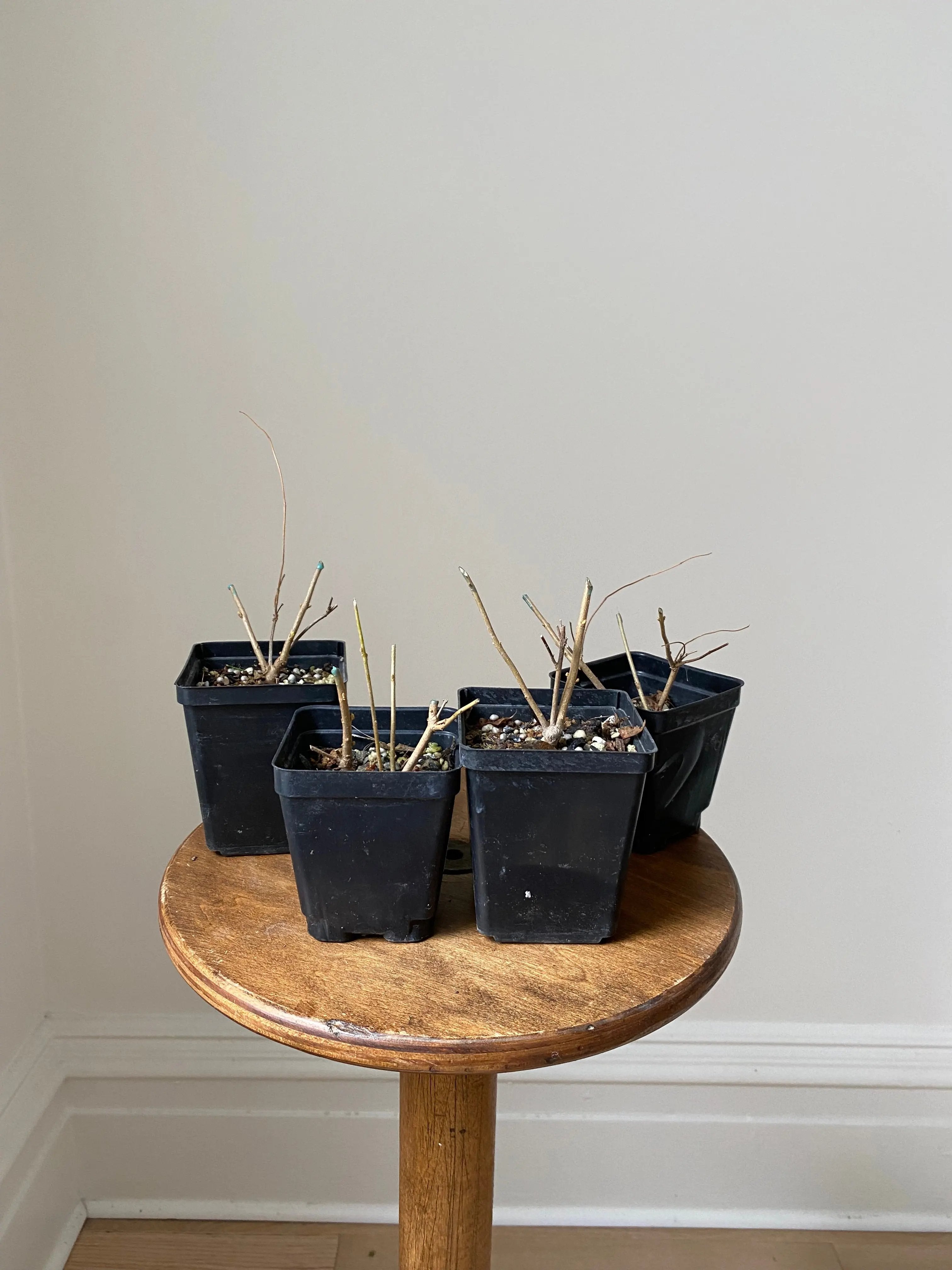 Beautyberry (purple) Canada Bonsai