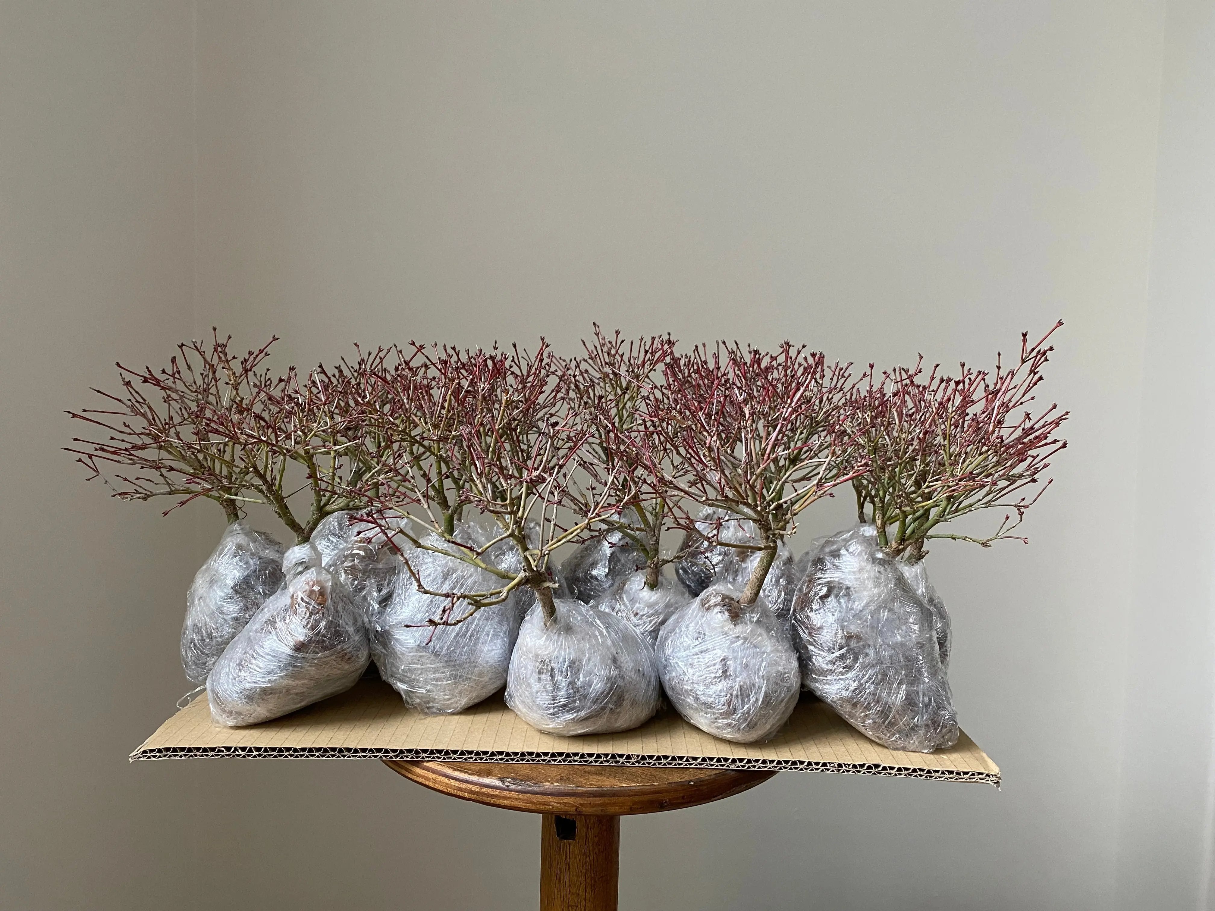 Japanese Maple 'Kiyo Hime' Canada Bonsai