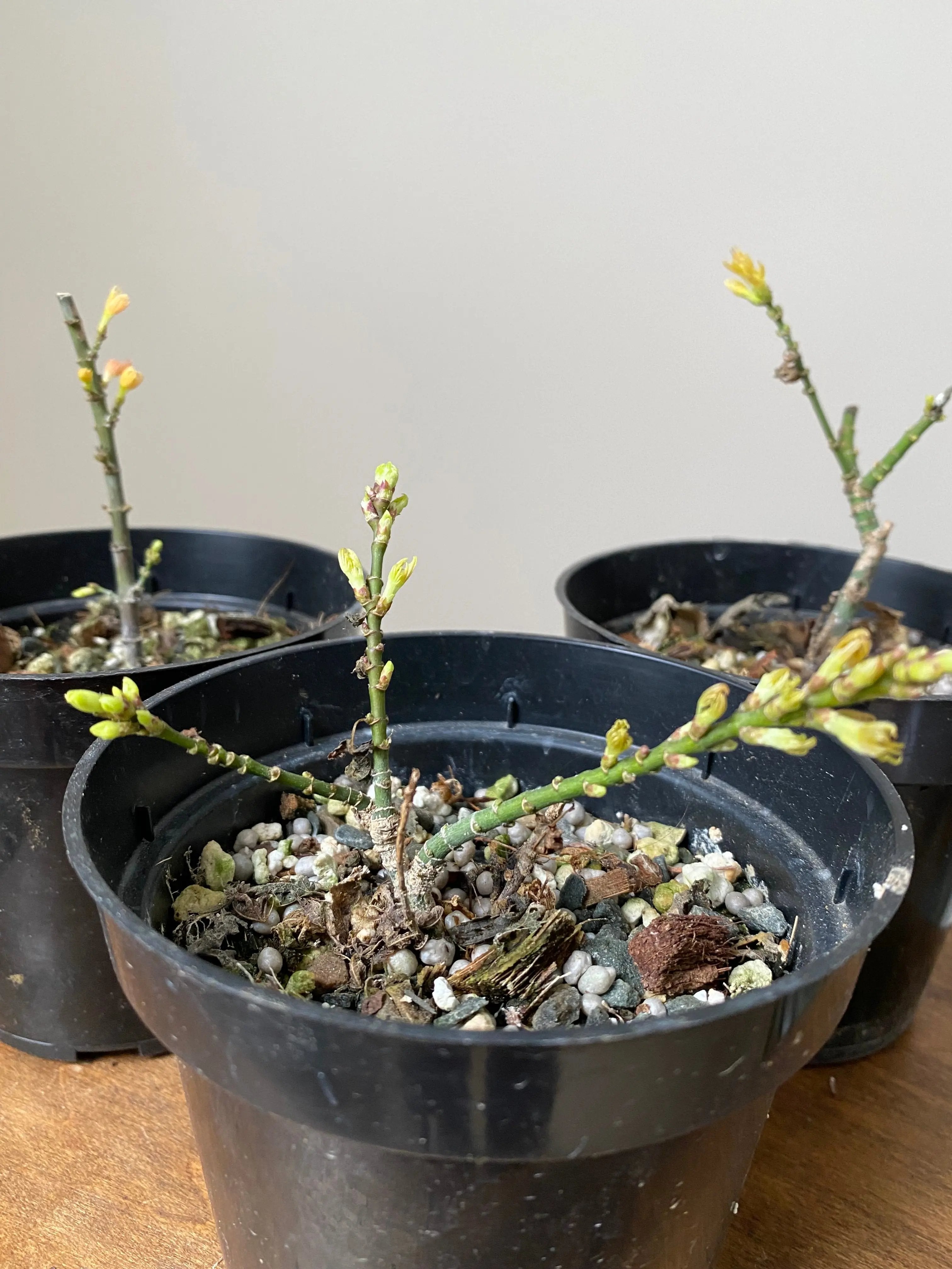 Japanese Maple 'Koto Hime' Canada Bonsai