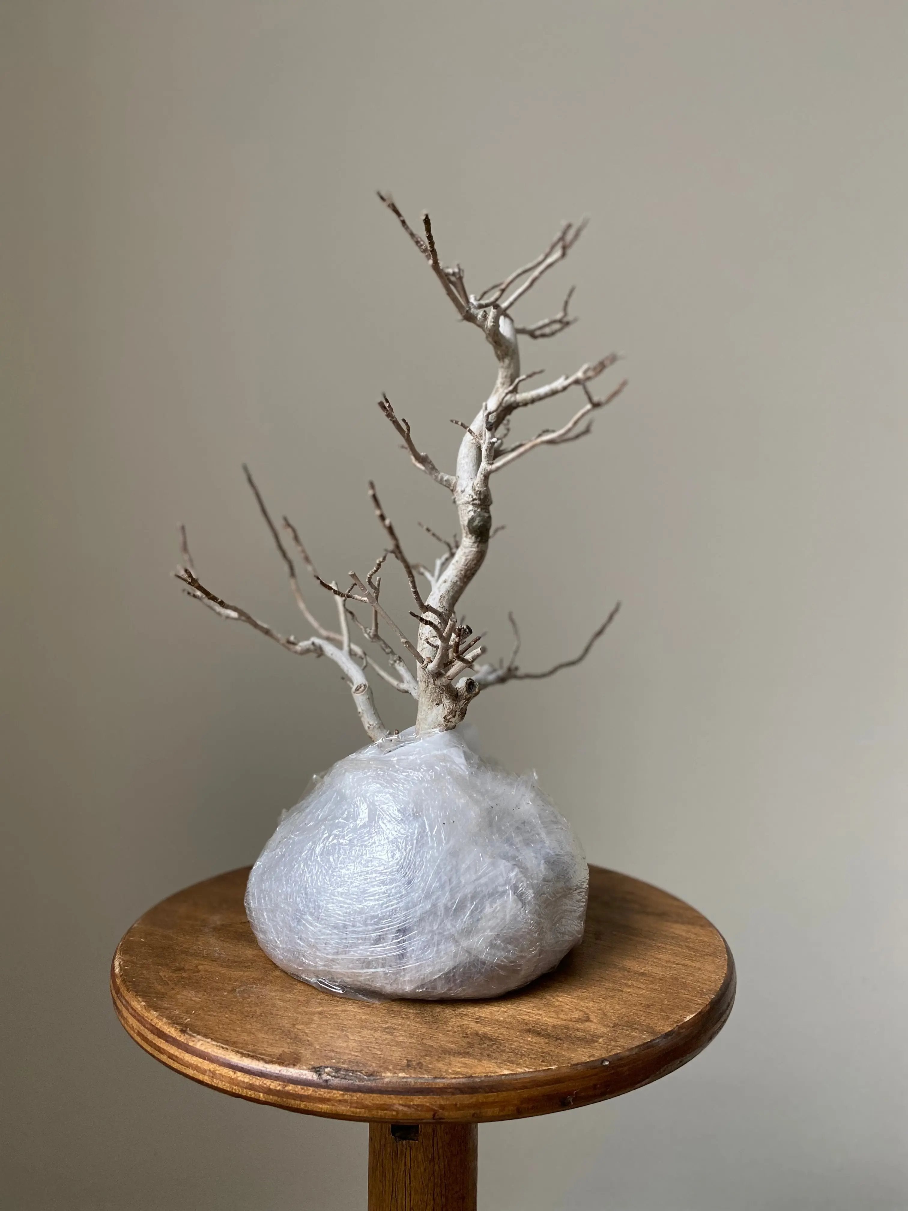 Magnolia (Kobushi) Canada Bonsai