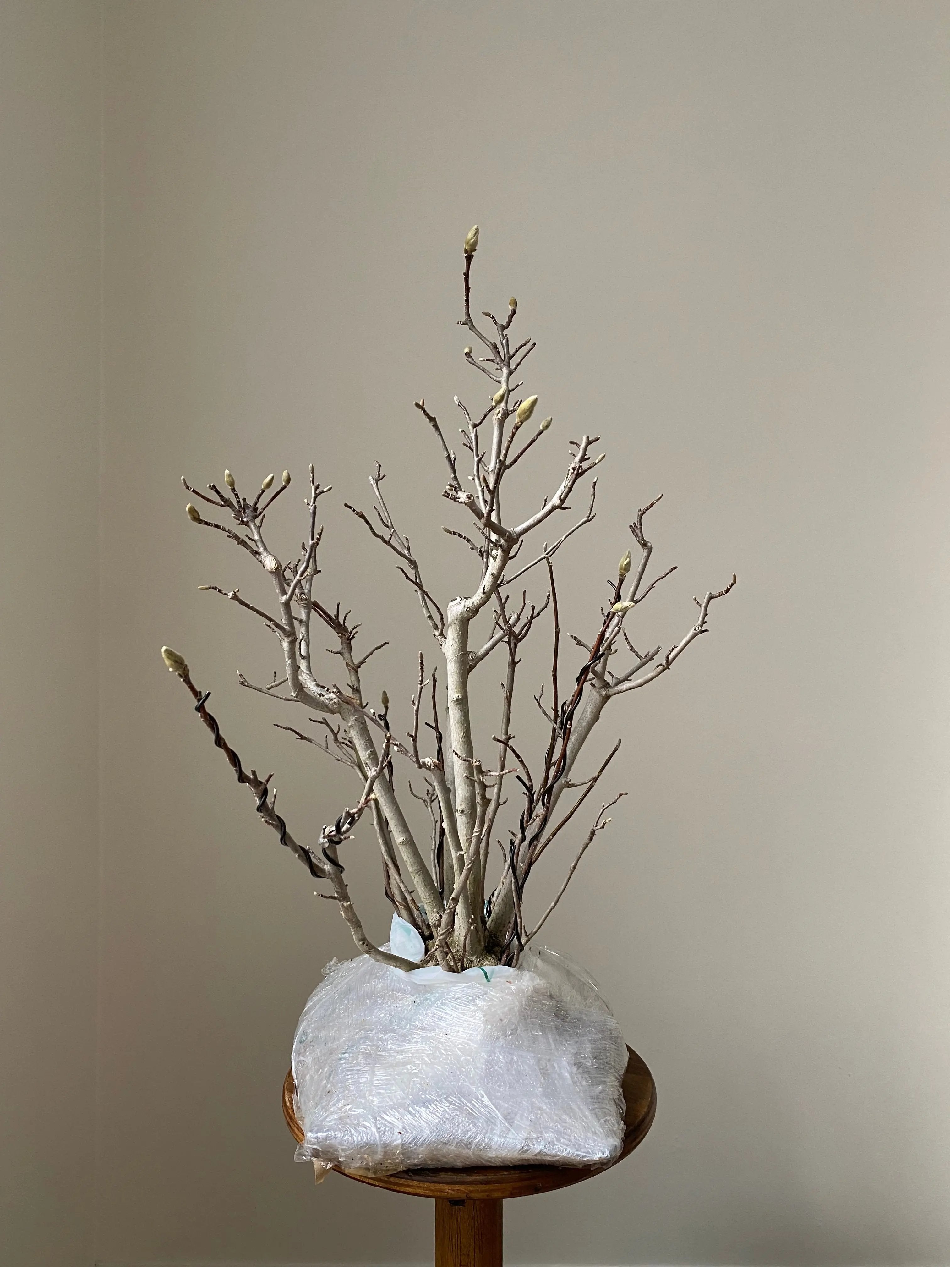 Magnolia (Karasu) Canada Bonsai