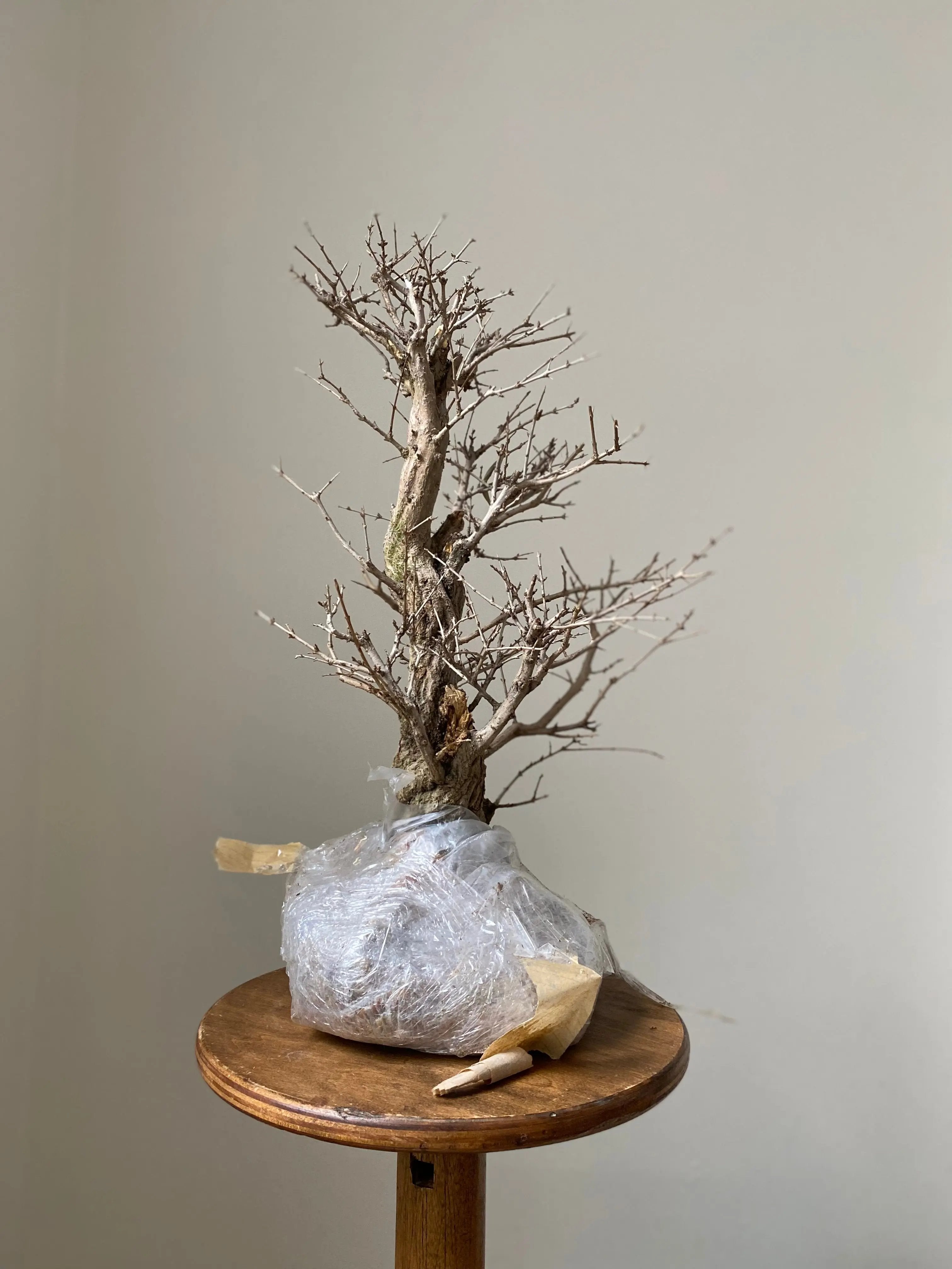 Pomegranate Neji-Kan Canada Bonsai