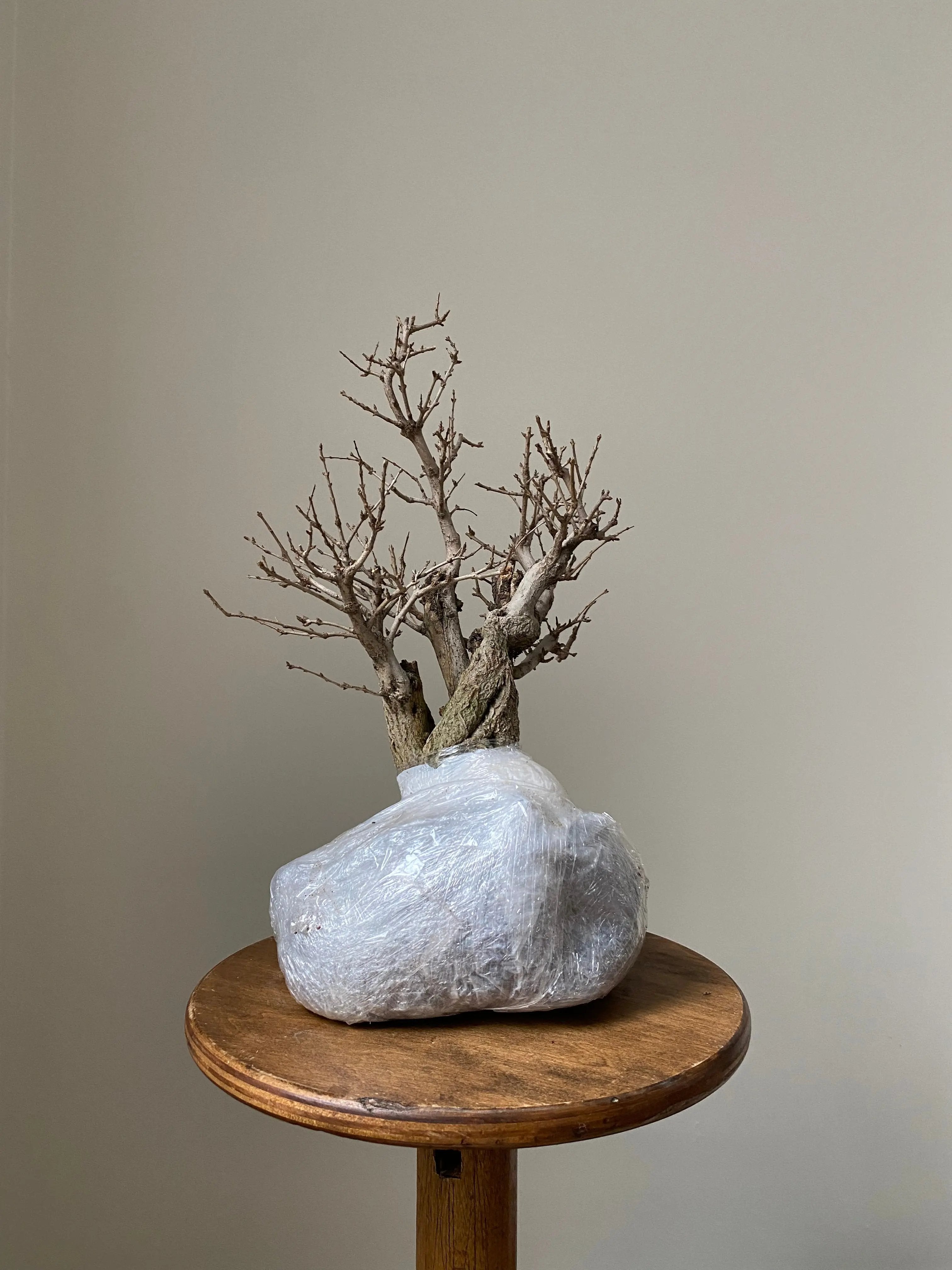 Pomegranate Neji-Kan Canada Bonsai