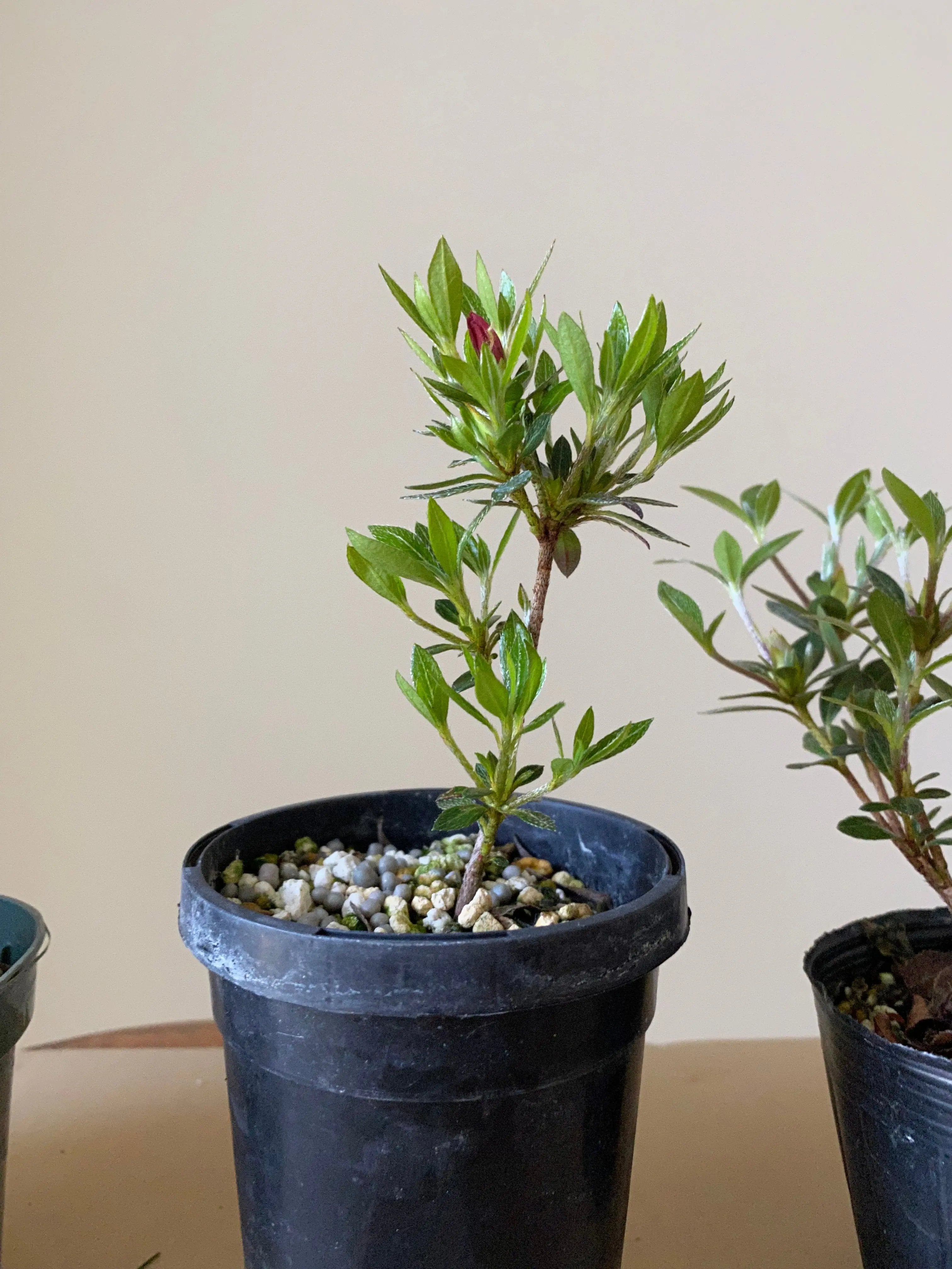 Satsuki Azalea Canada Bonsai
