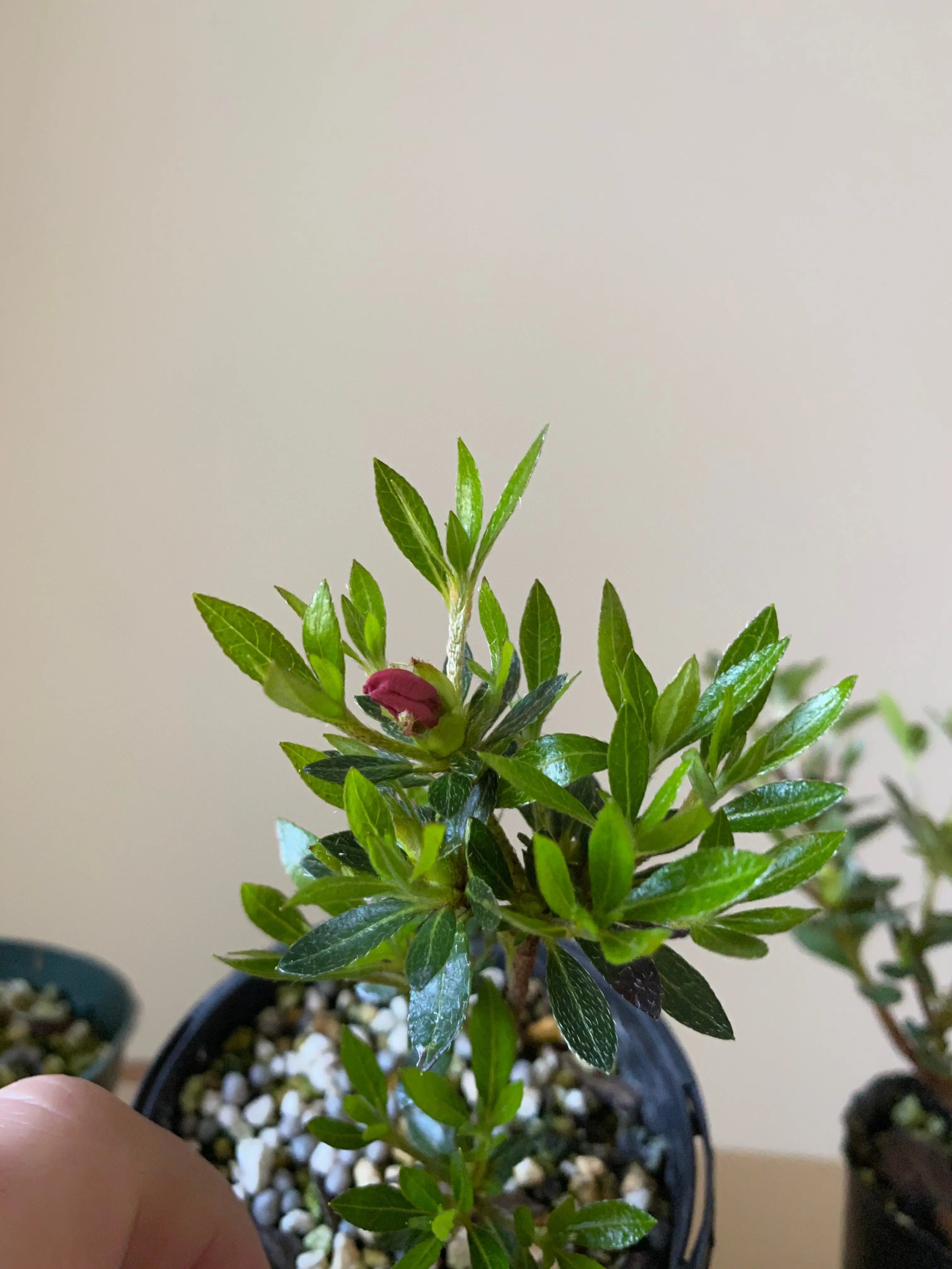 Satsuki Azalea Canada Bonsai