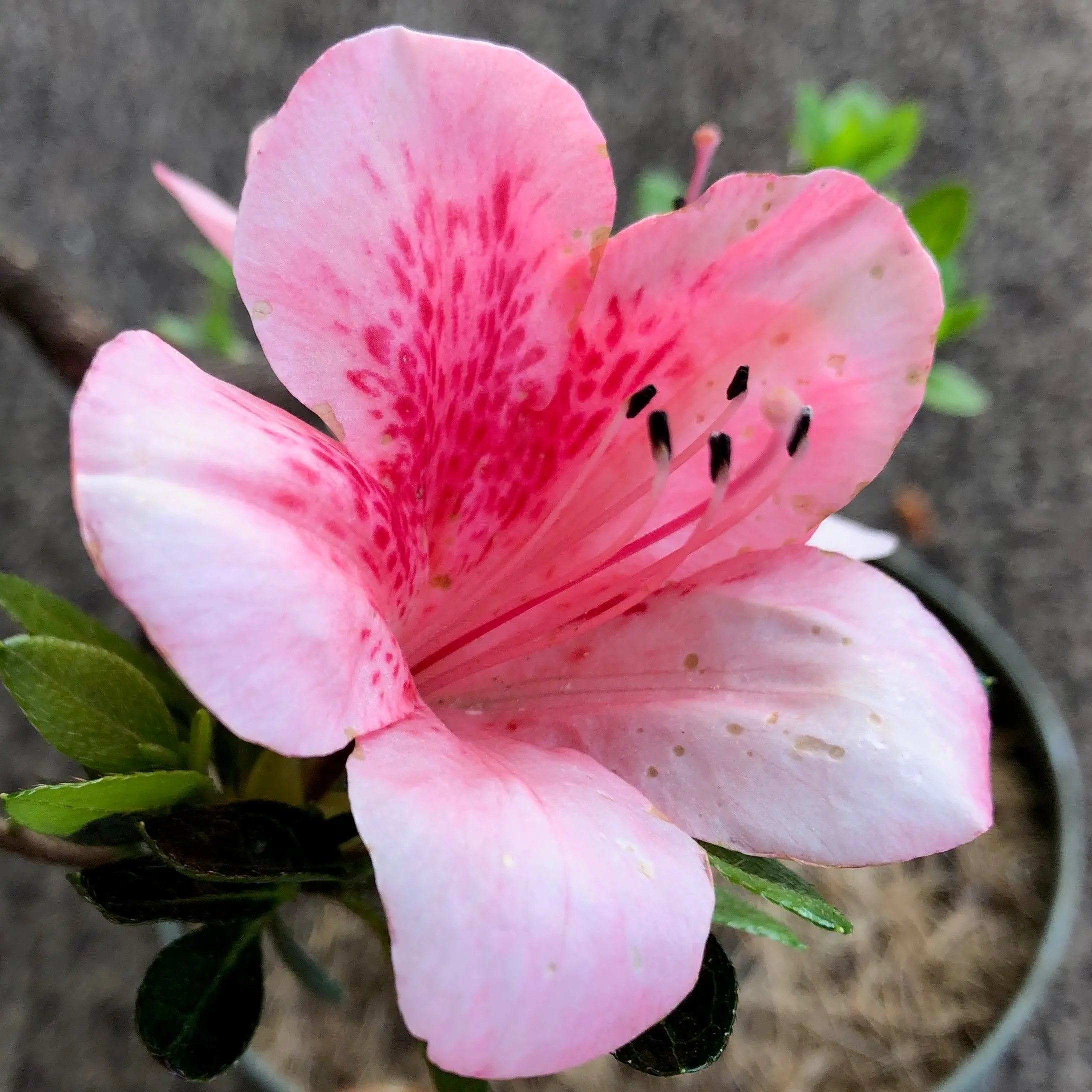 Satsuki Azalea Canada Bonsai