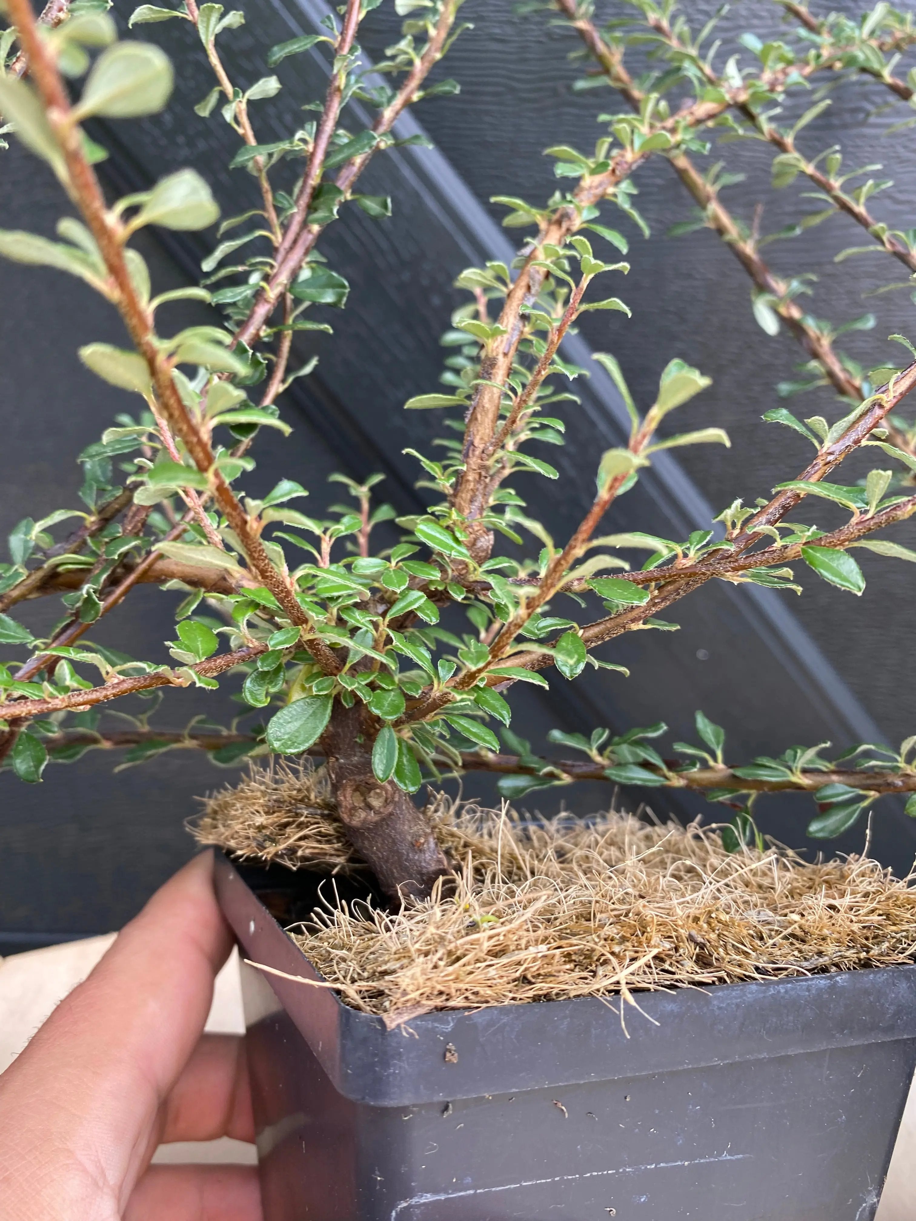 Cotoneaster Canada Bonsai