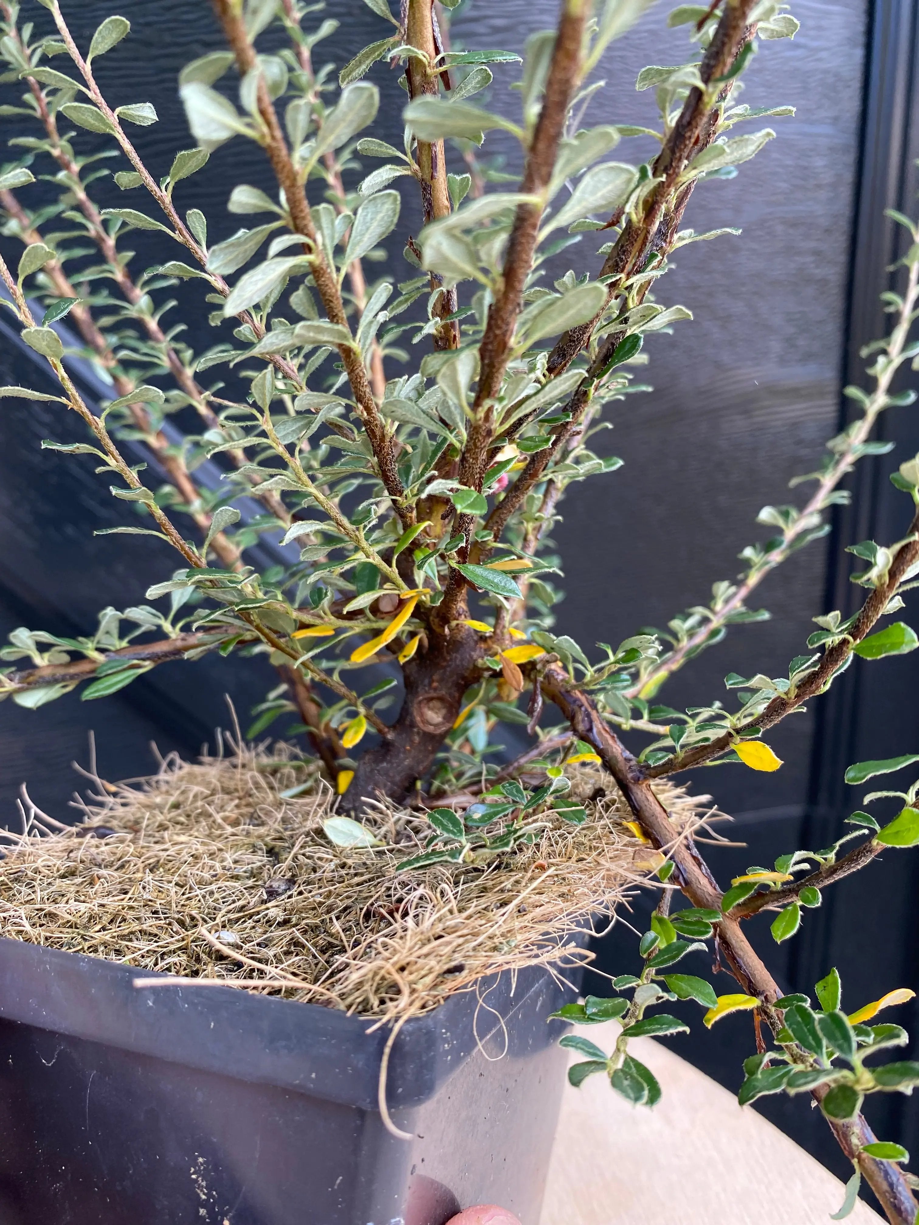 Cotoneaster Canada Bonsai