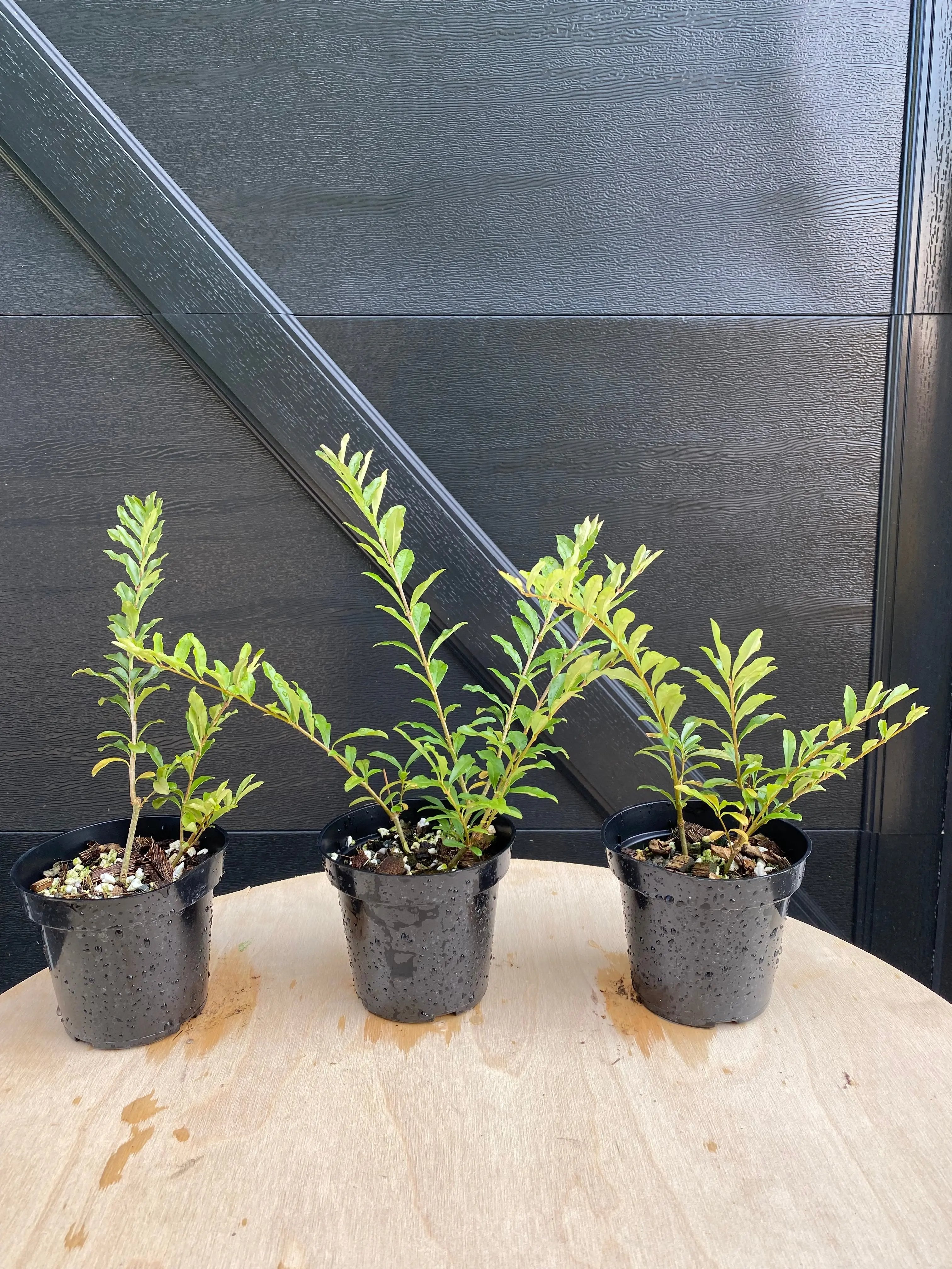 Privet (Ibota) Canada Bonsai