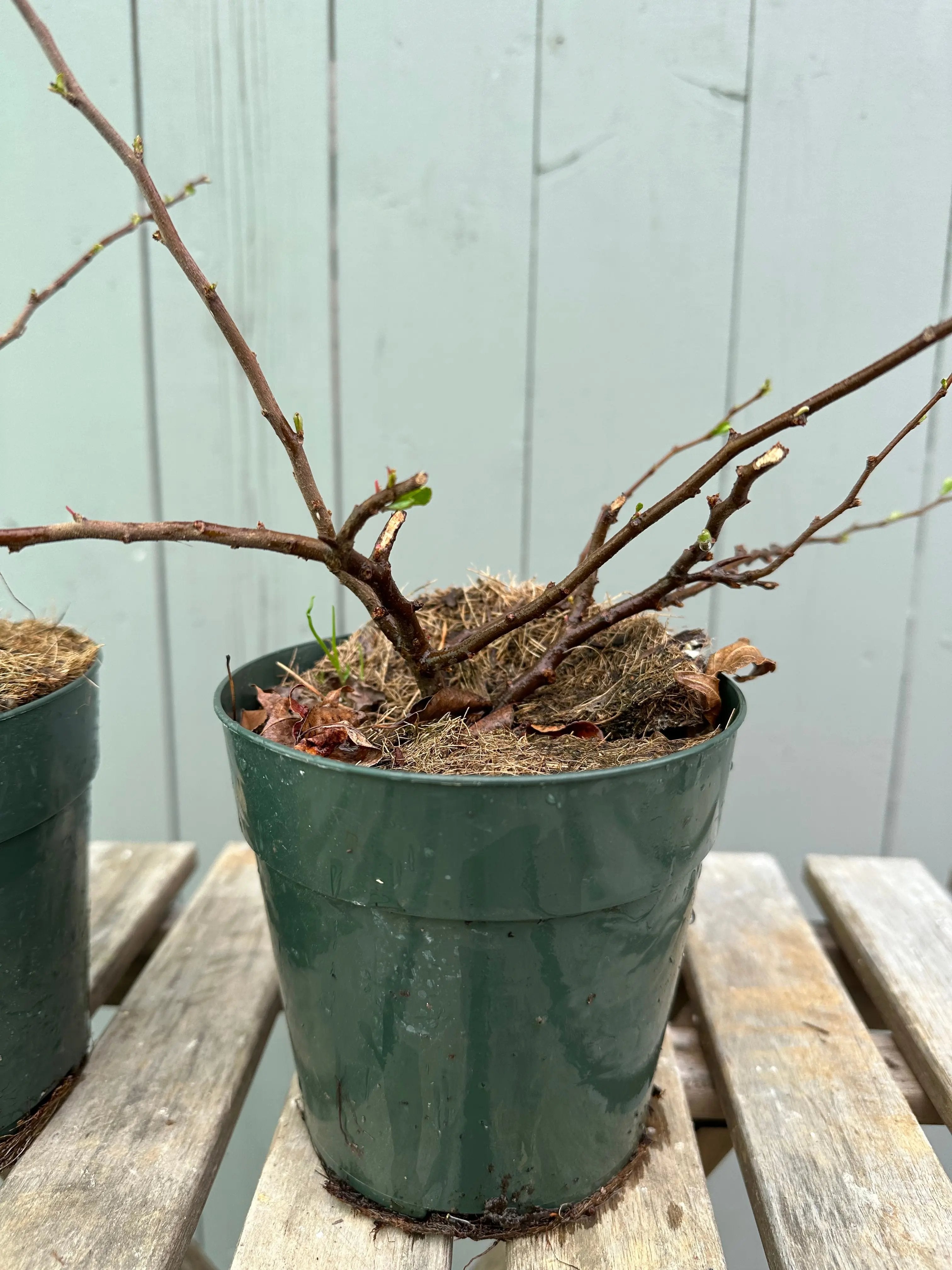 Japanese Quince var. Chojubai (white) Canada Bonsai