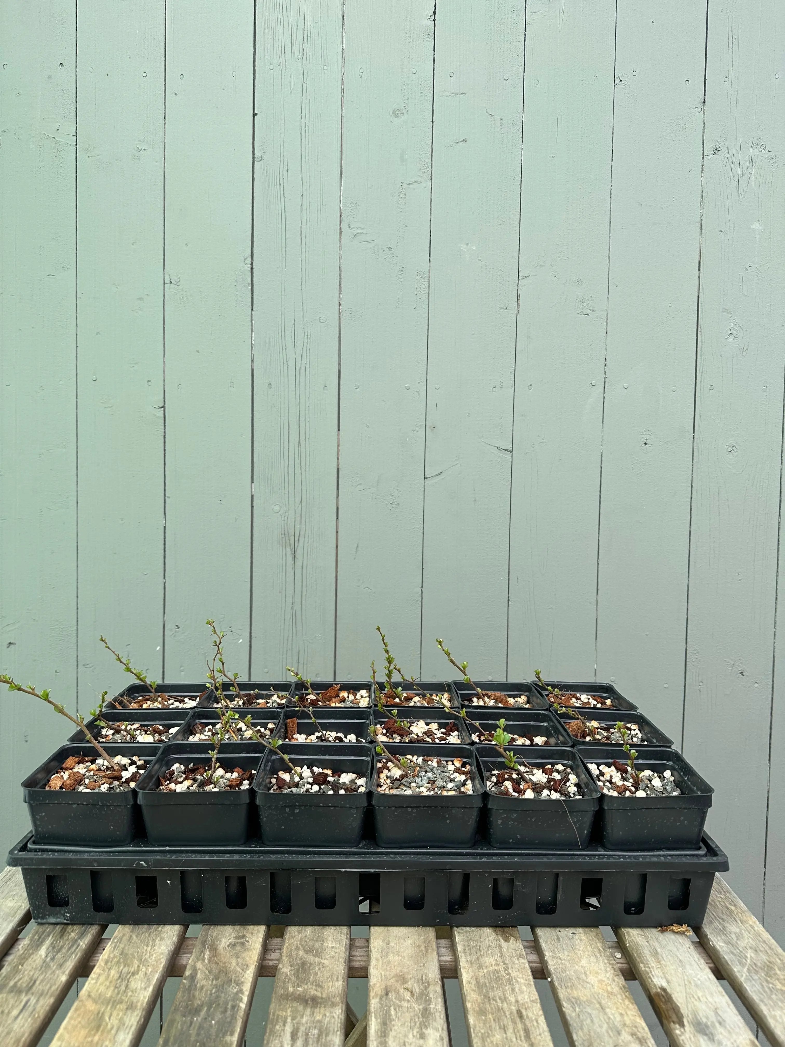 Japanese Quince var. Chojubai (red) Canada Bonsai
