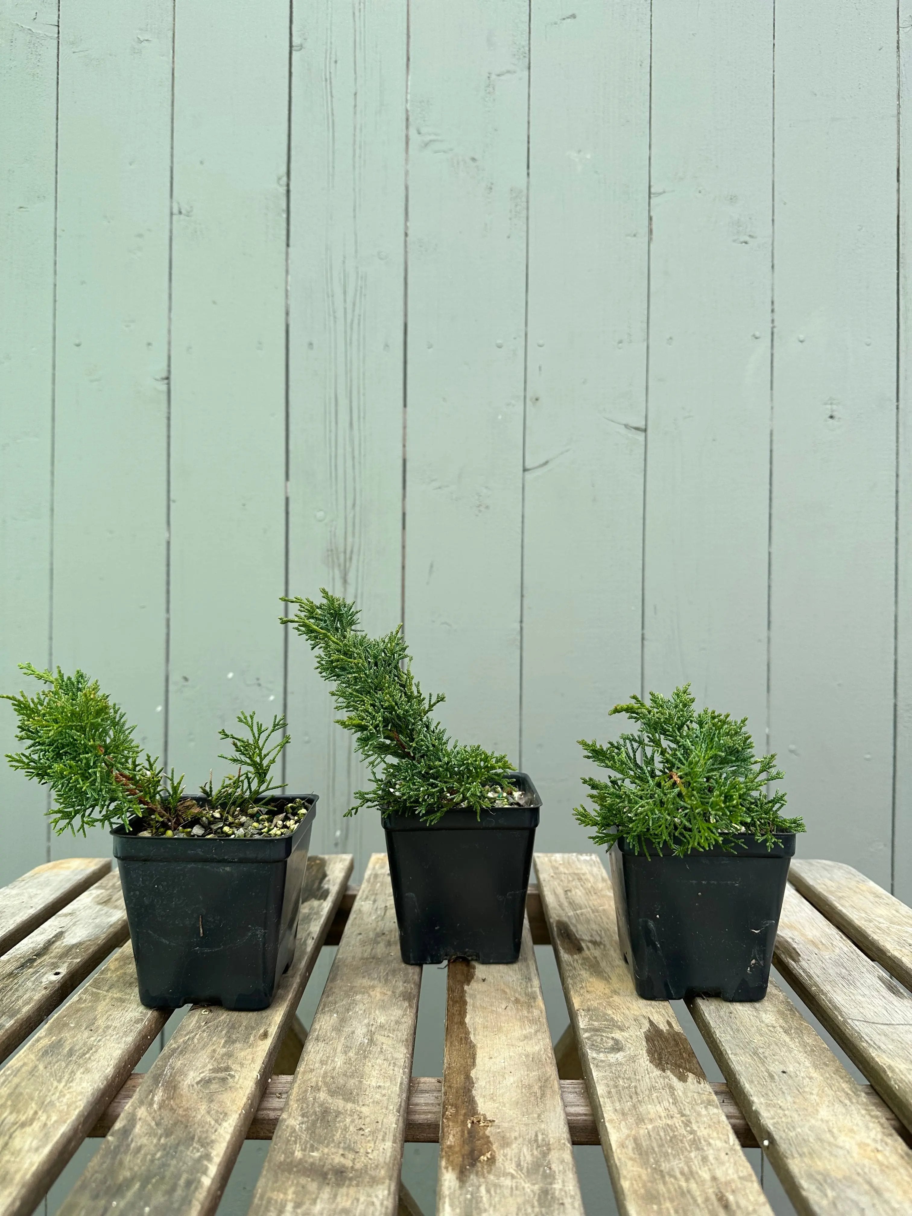 Shimpaku Canada Bonsai