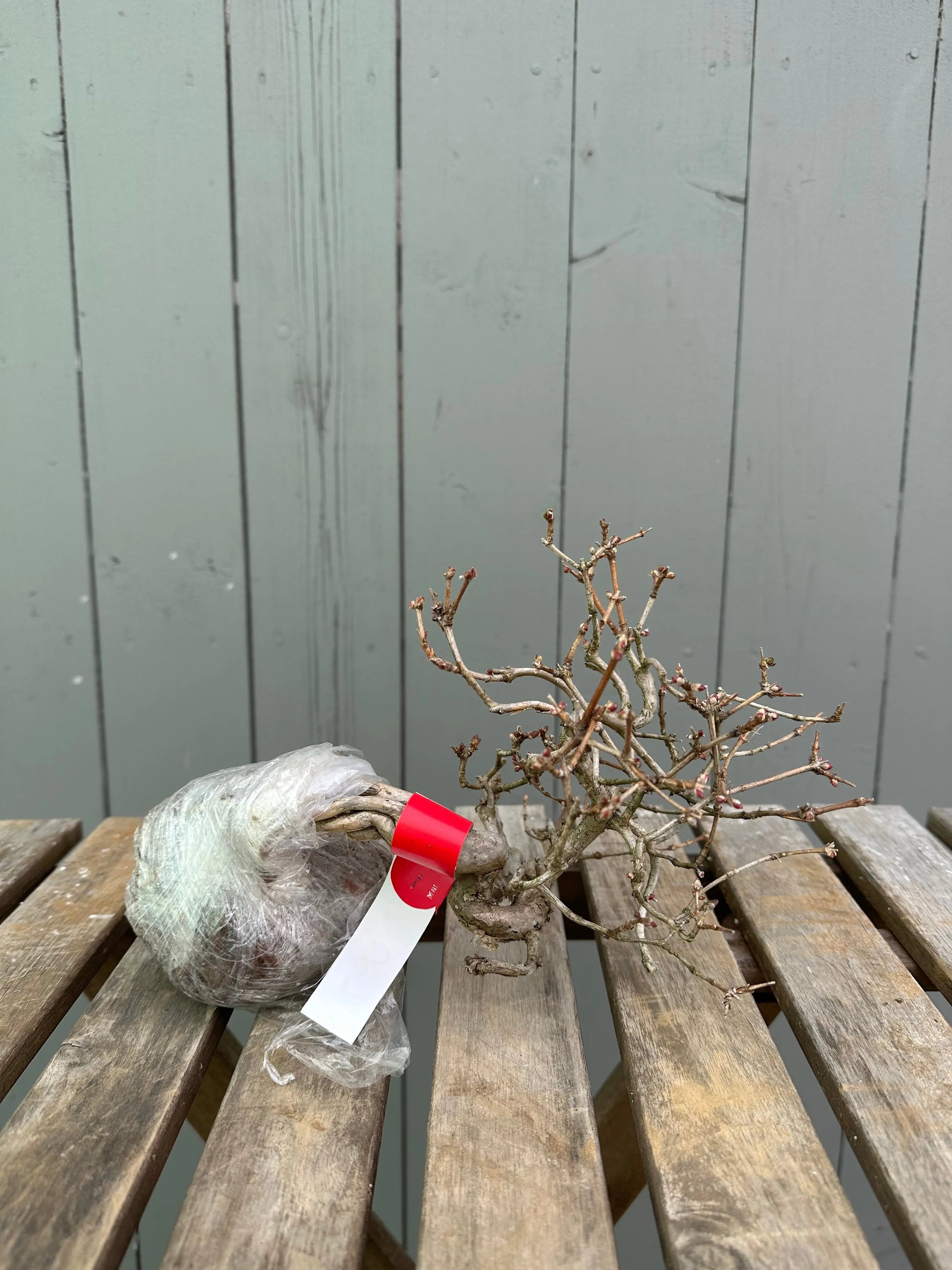 Uguisukagura Canada Bonsai