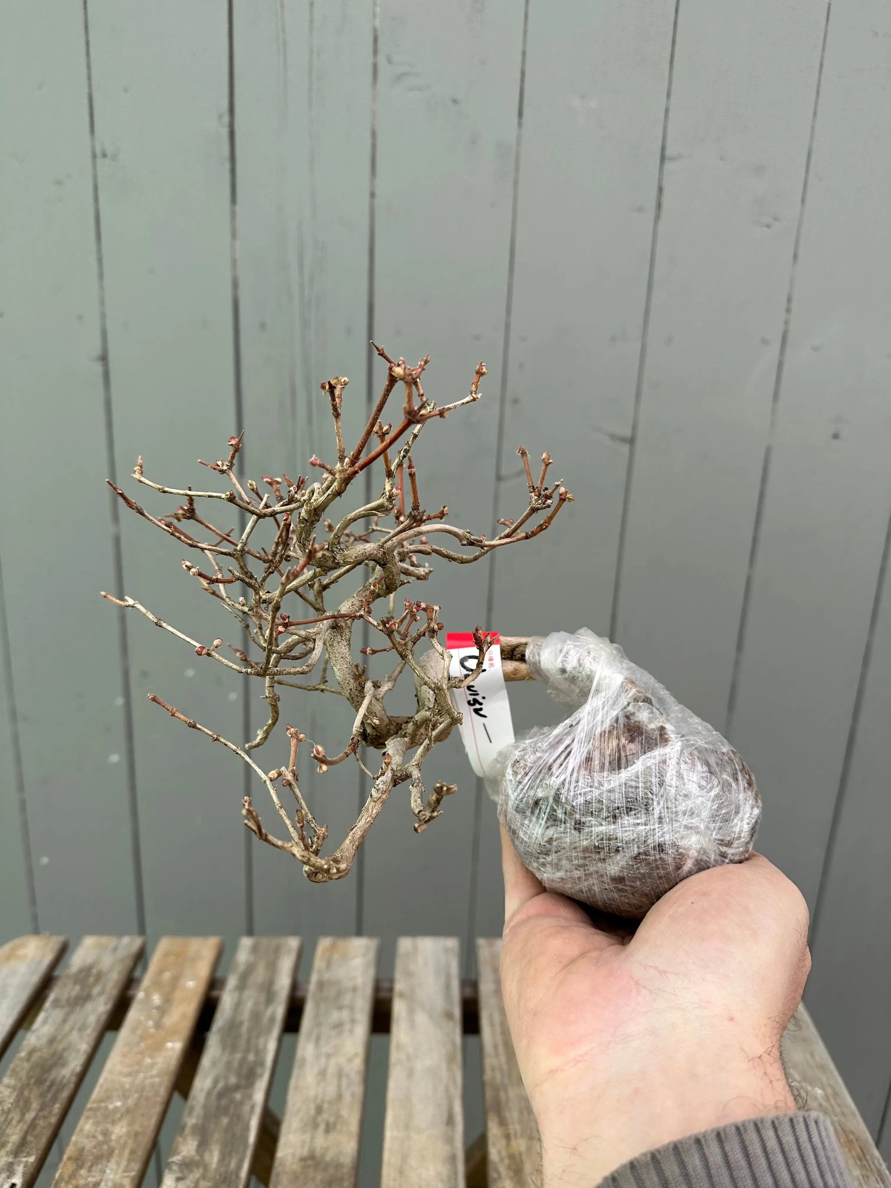 Uguisukagura Canada Bonsai