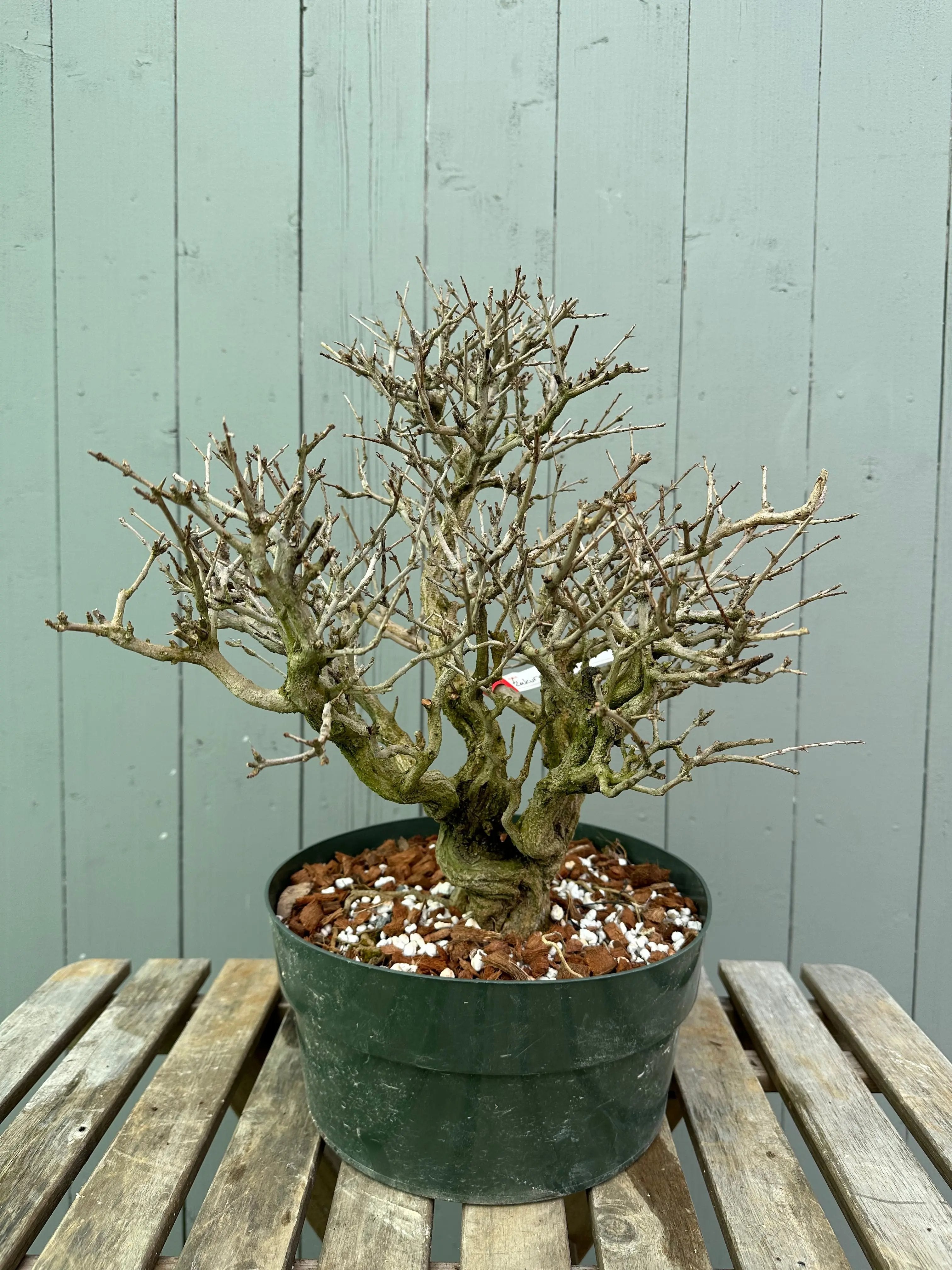 Pomegranate Neji-Kan Canada Bonsai