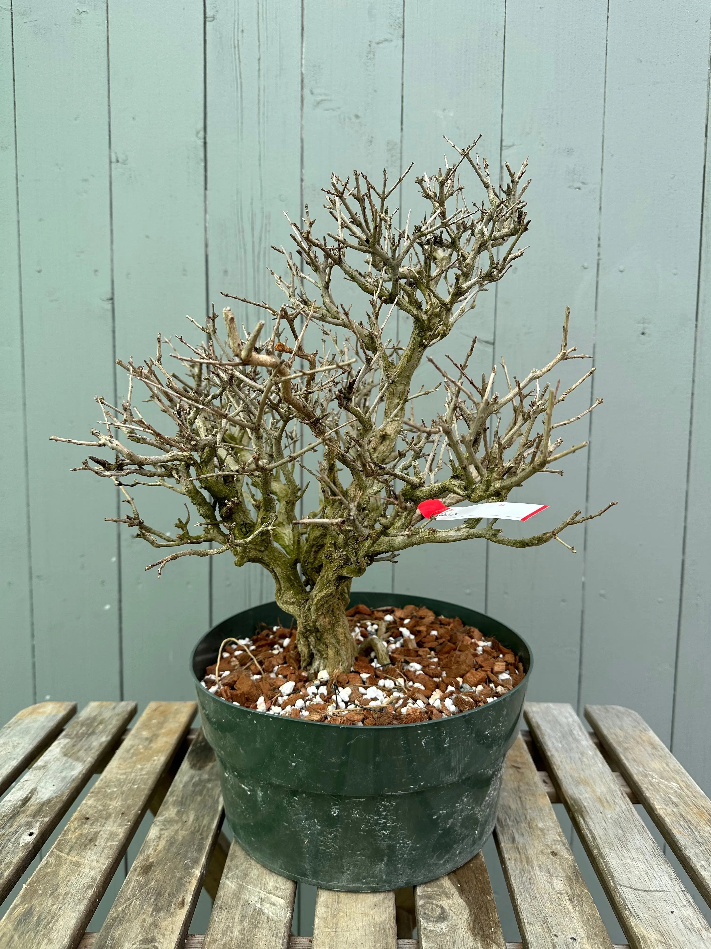 Pomegranate Neji-Kan Canada Bonsai