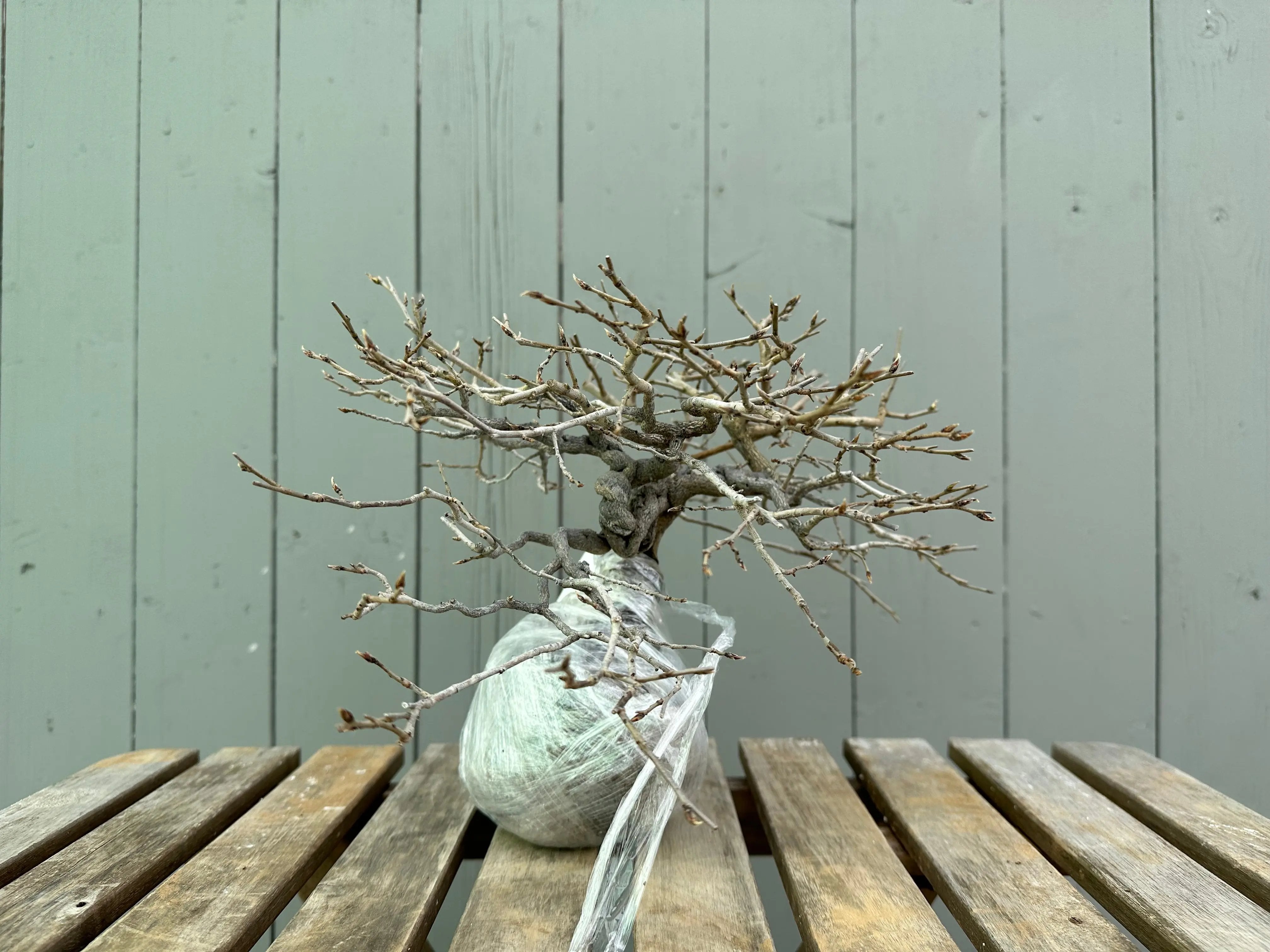 Princess Persimmon Canada Bonsai