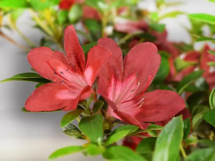 Satsuki 'Kokuko-no-tsuki' Canada Bonsai