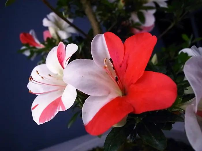 Satsuki 'Hanakurenai' Canada Bonsai