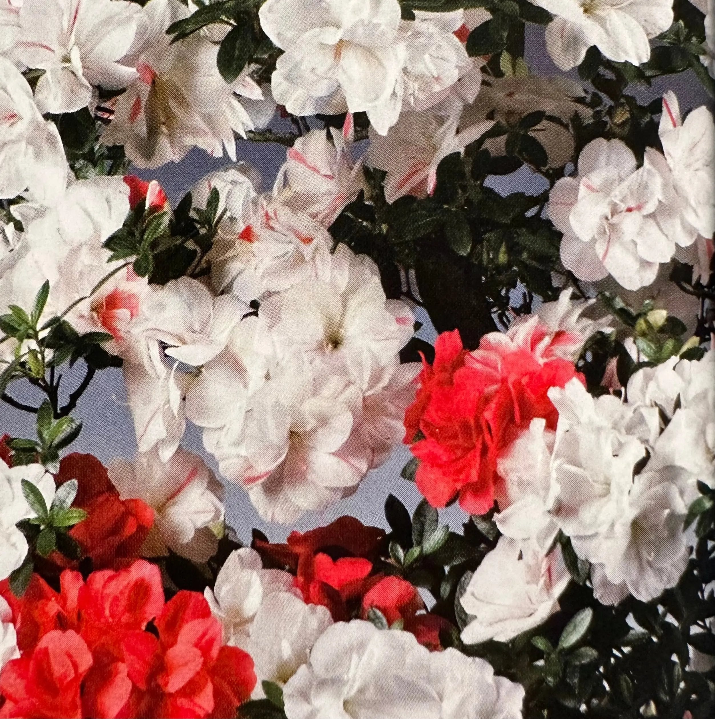 Satsuki 'Koto-no-mai' Canada Bonsai