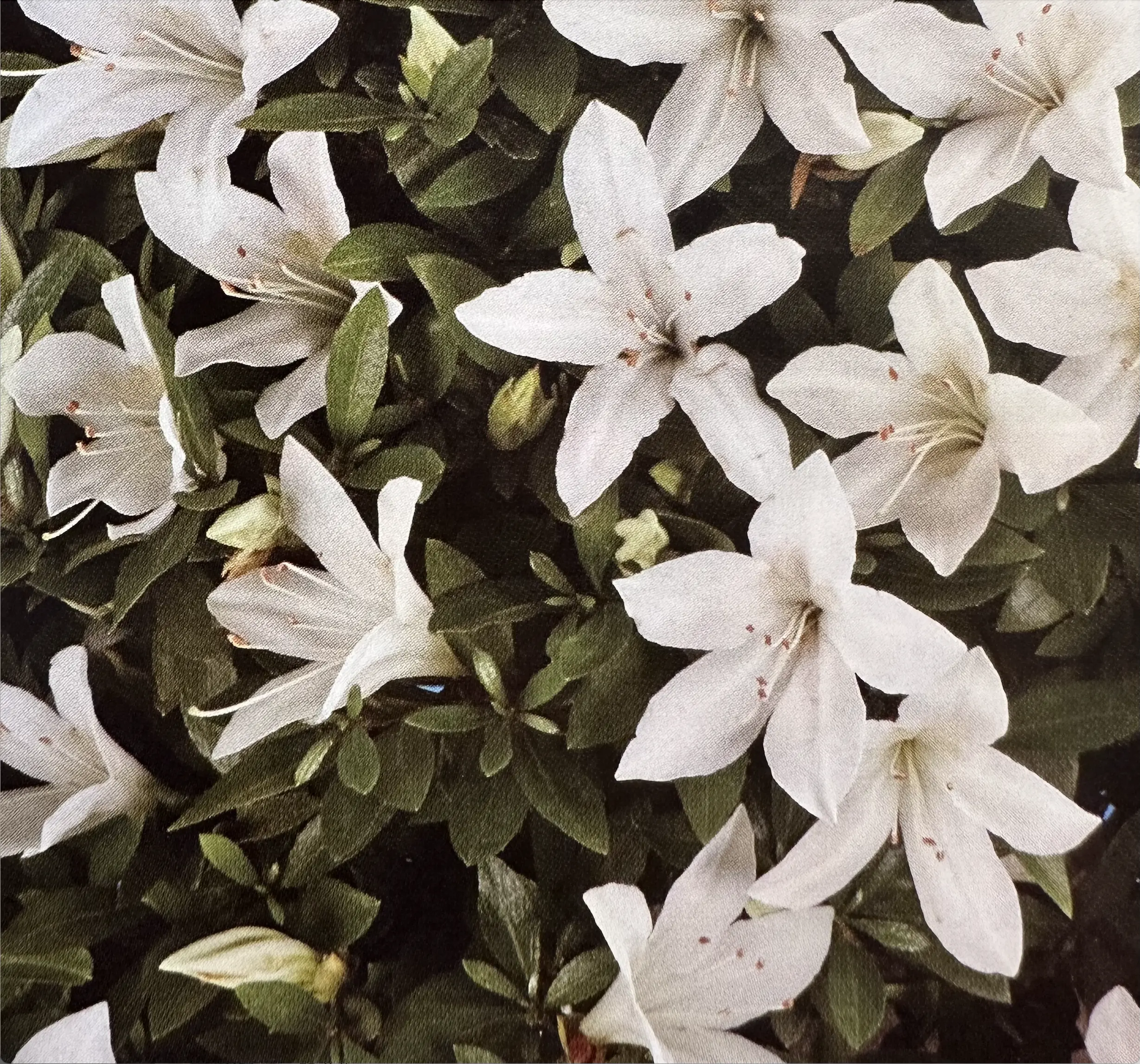 Satsuki Azalea 'Hakurei' Canada Bonsai