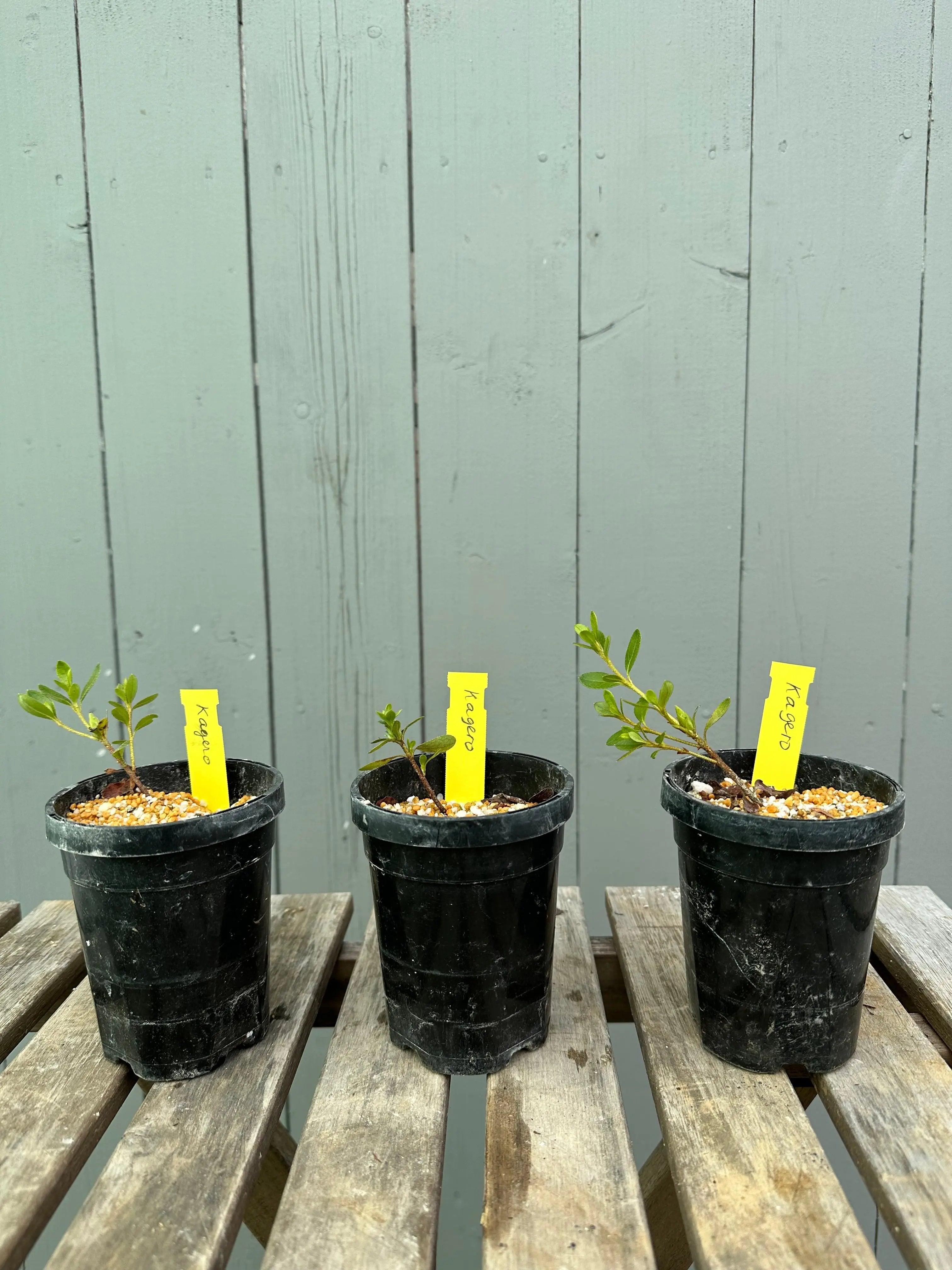Satsuki Azalea 'Kagero' Canada Bonsai