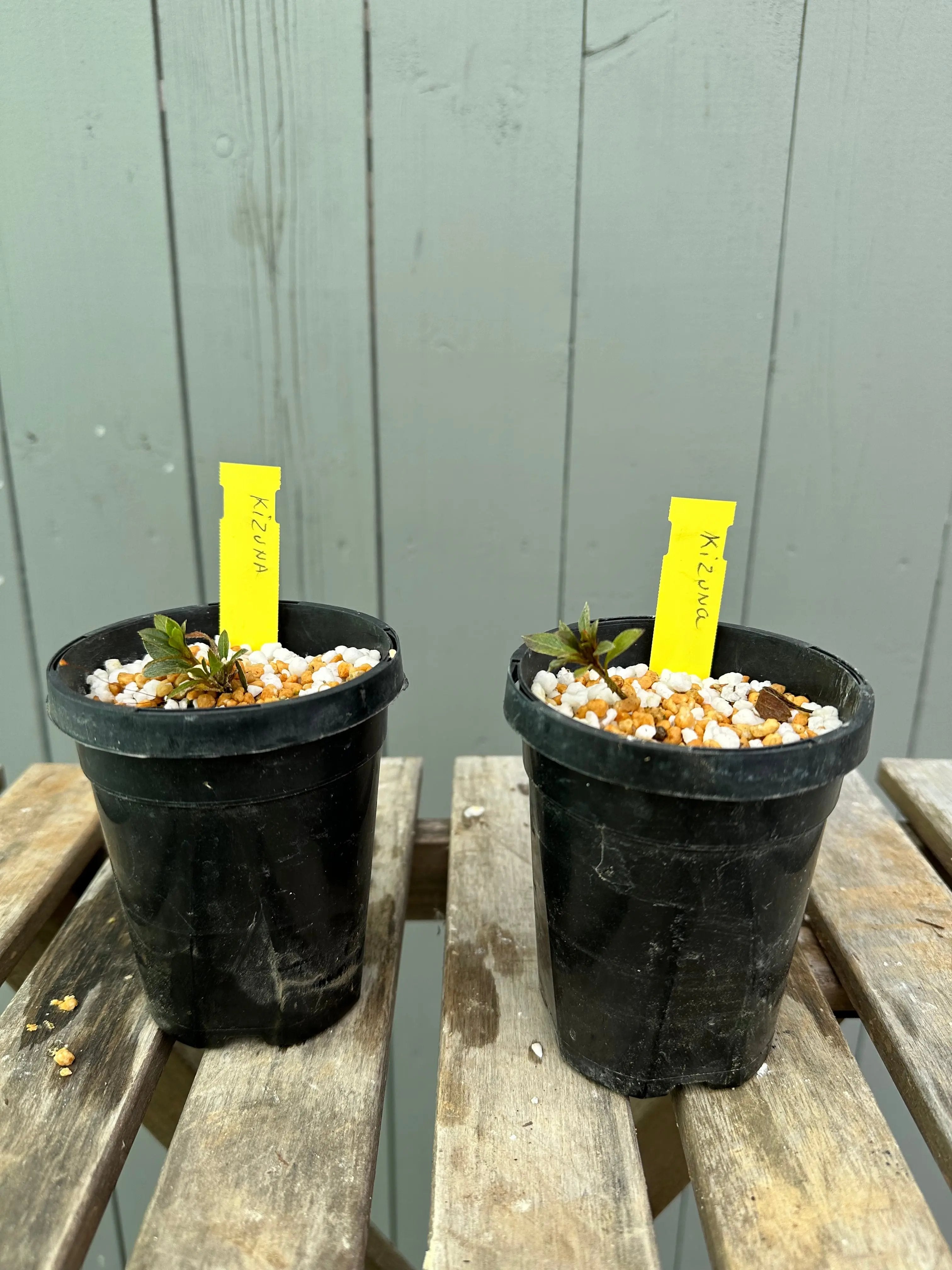 Satsuki Azalea 'Kizuna' Canada Bonsai