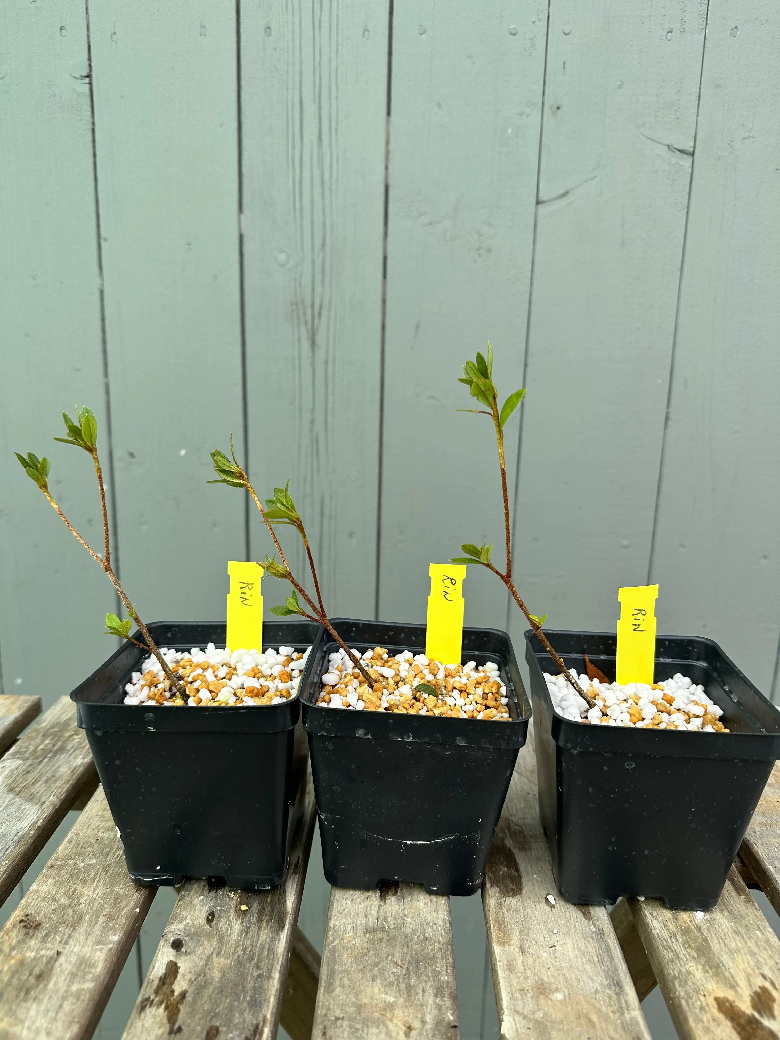 Satsuki Azalea 'Rin' Canada Bonsai