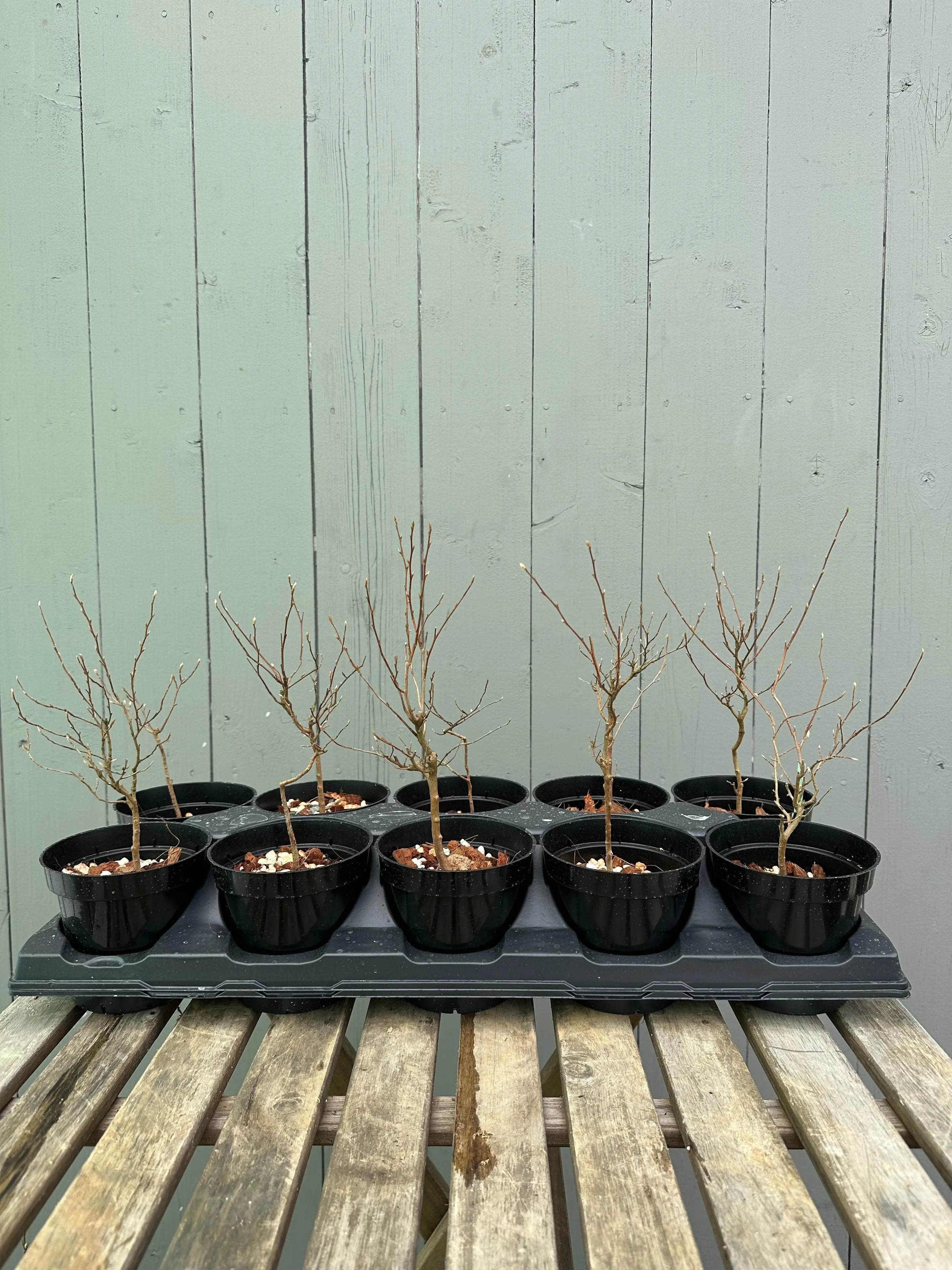 Stewartia Canada Bonsai