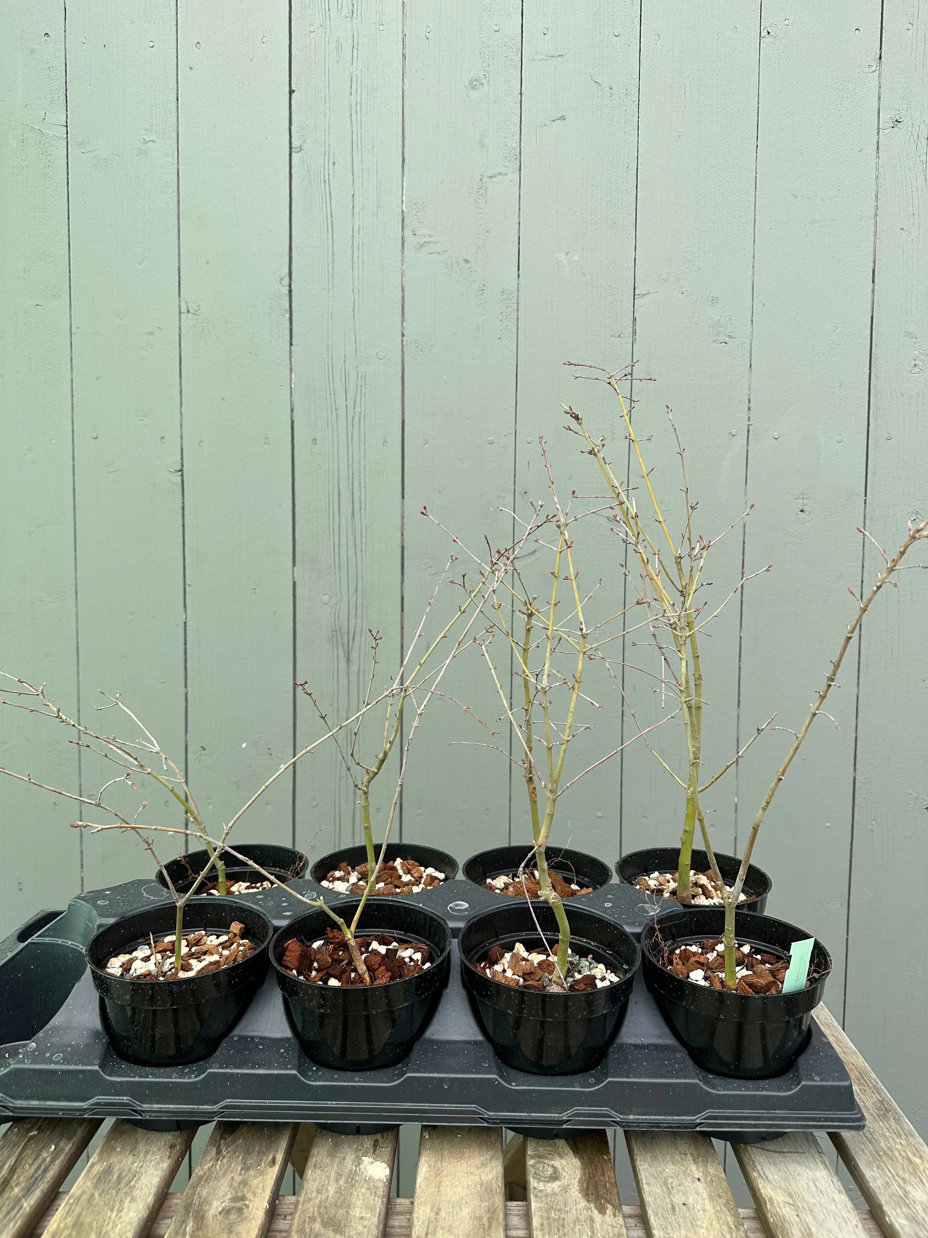 Japanese Maple 'Yuki Hime' Canada Bonsai