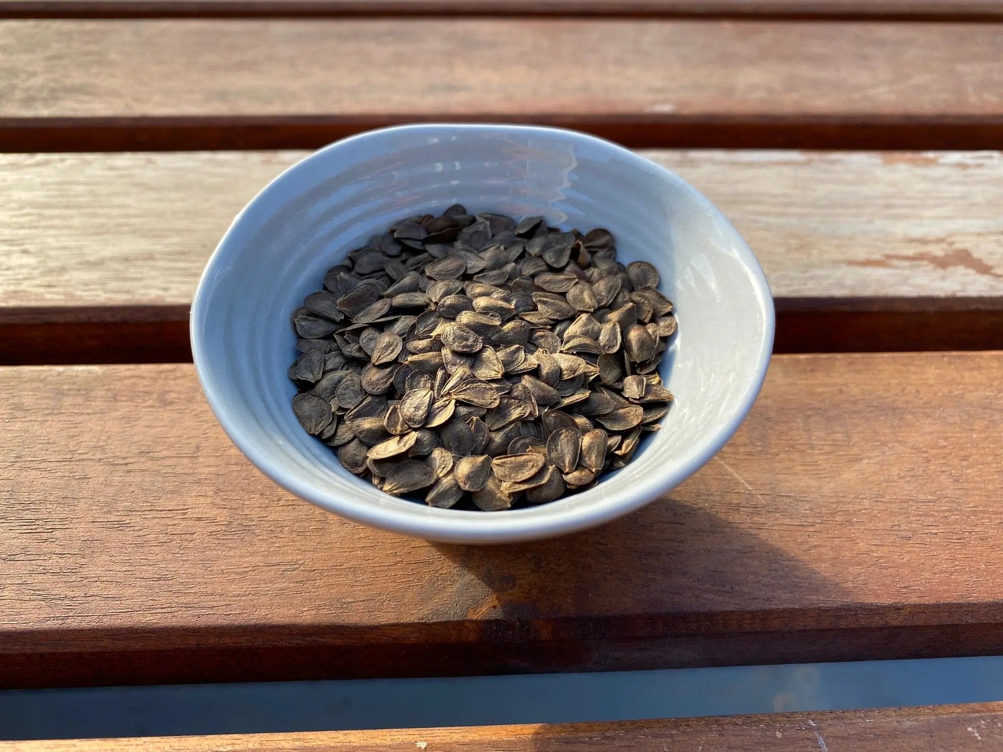 Stewartia monadelpha CB Seeds