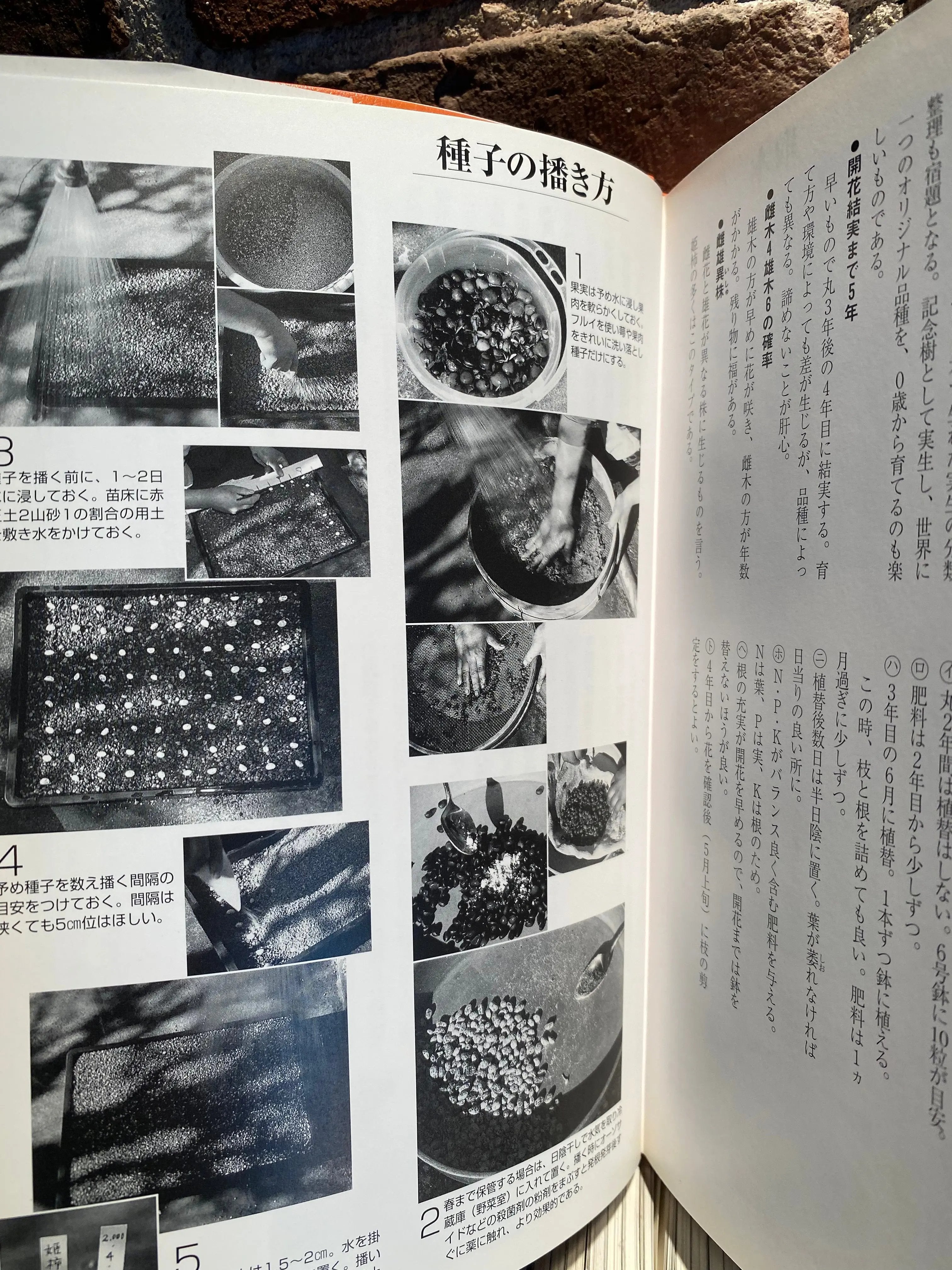 HIME GAKI (Persimmons) CB Books