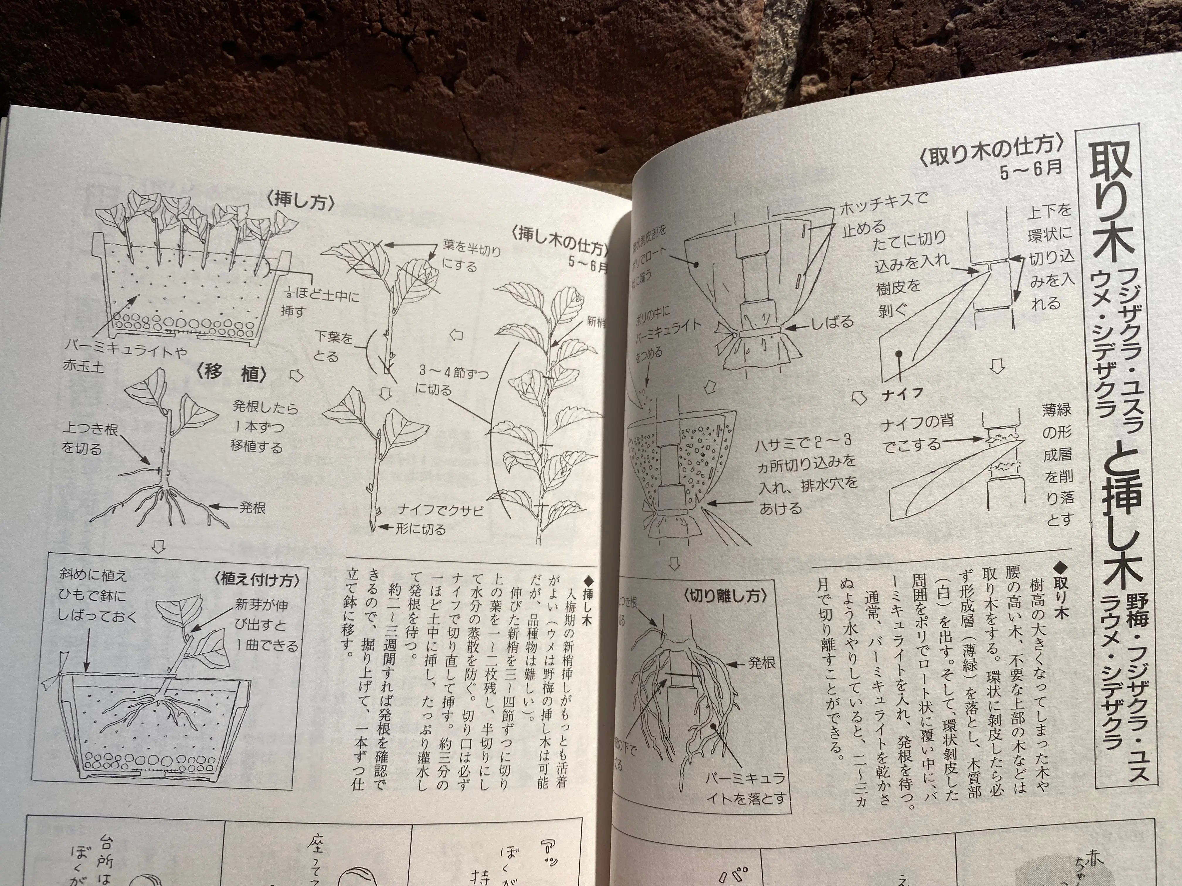 Kyosuke Gun's Illustrated mini bonsai CB Books