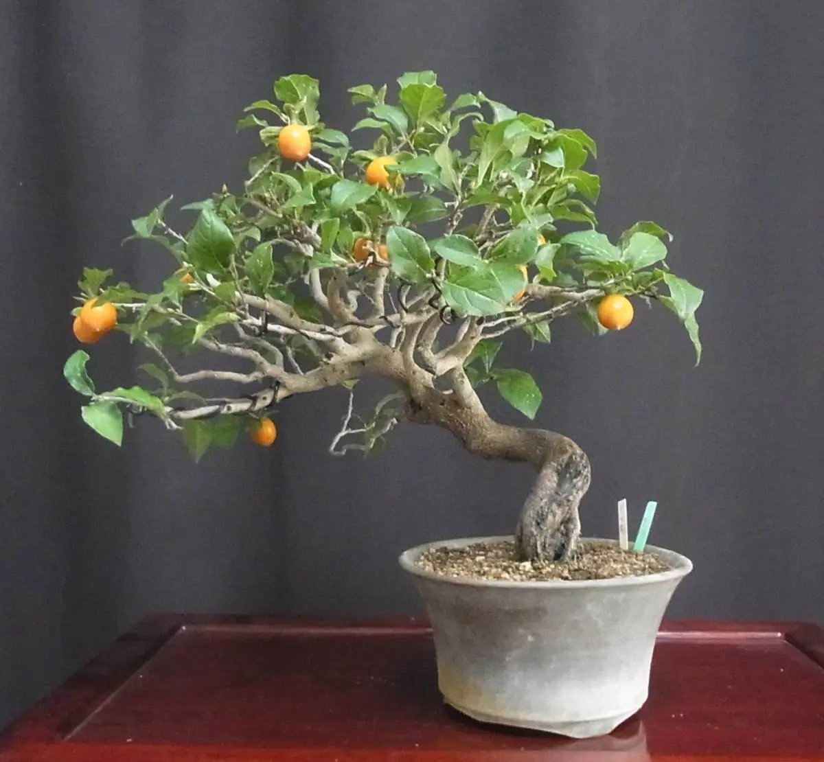 Persimmon Canada Bonsai