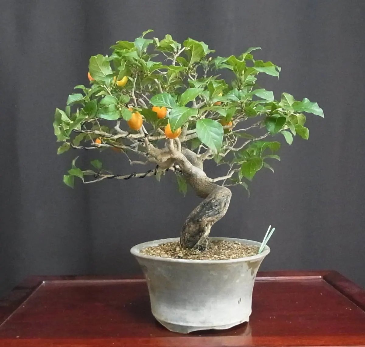 Persimmon Canada Bonsai