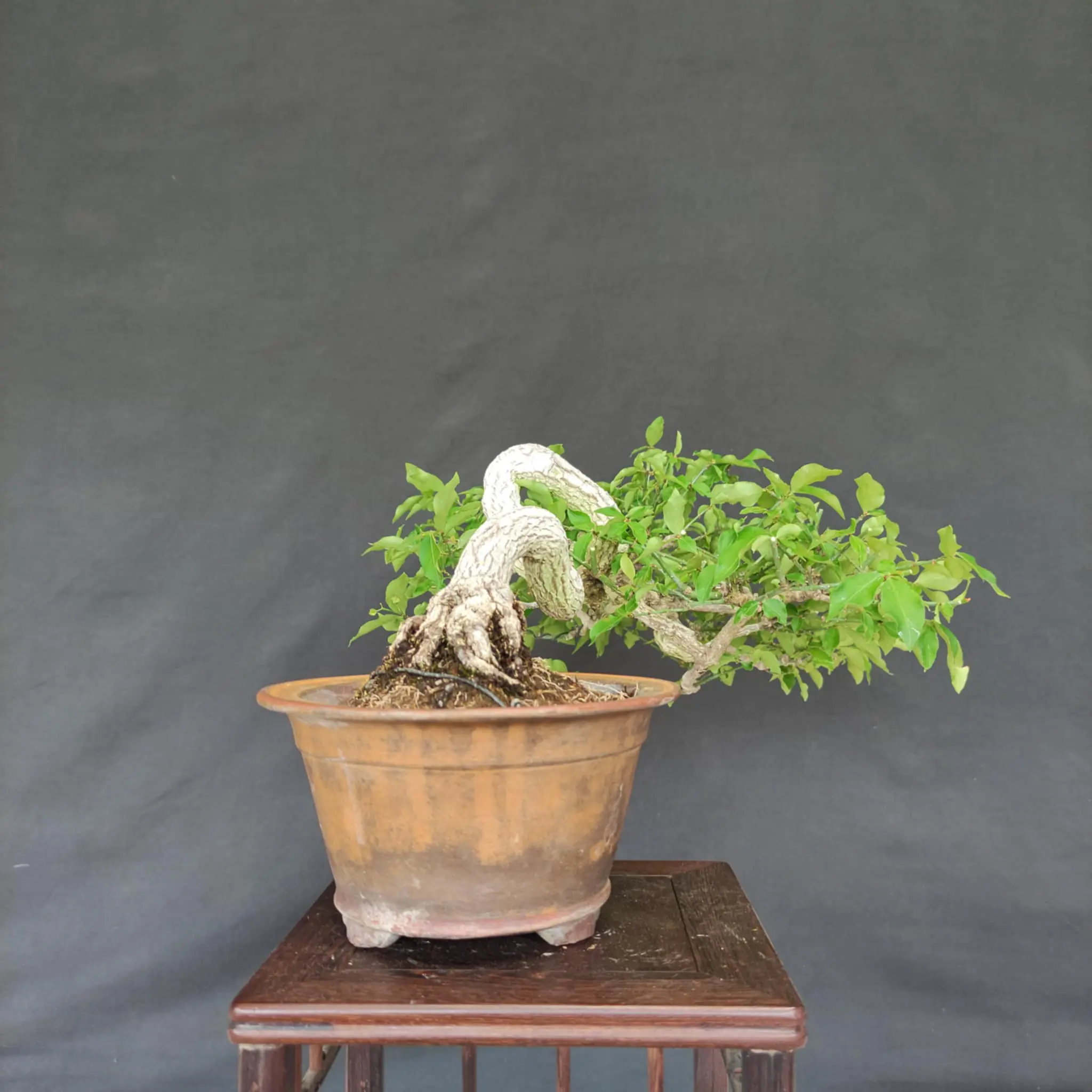 Euonymus Canada Bonsai