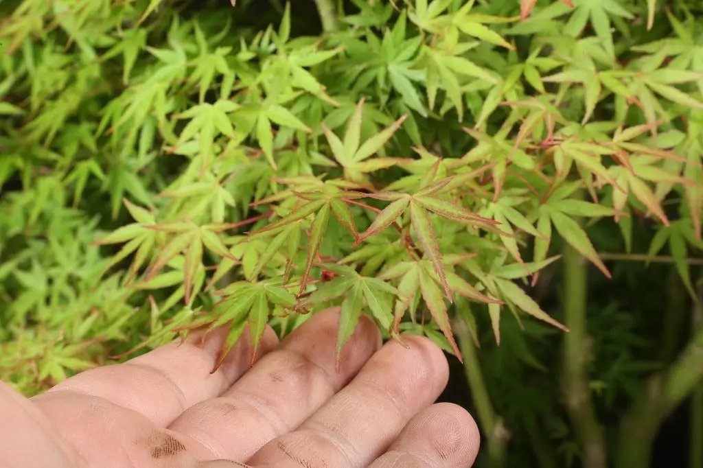 Acer palmatum 'Yukihime' Canada Bonsai