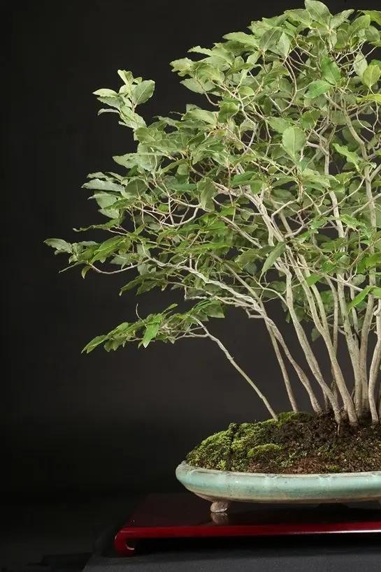 Lindera glauca Canada Bonsai