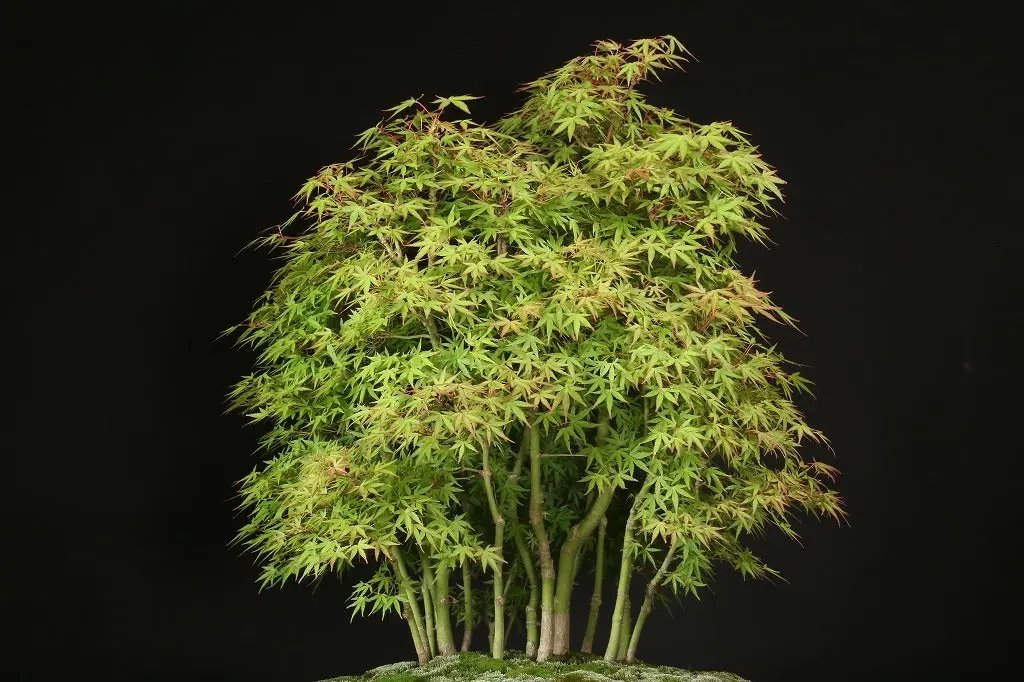 Acer palmatum 'Yukihime' Canada Bonsai