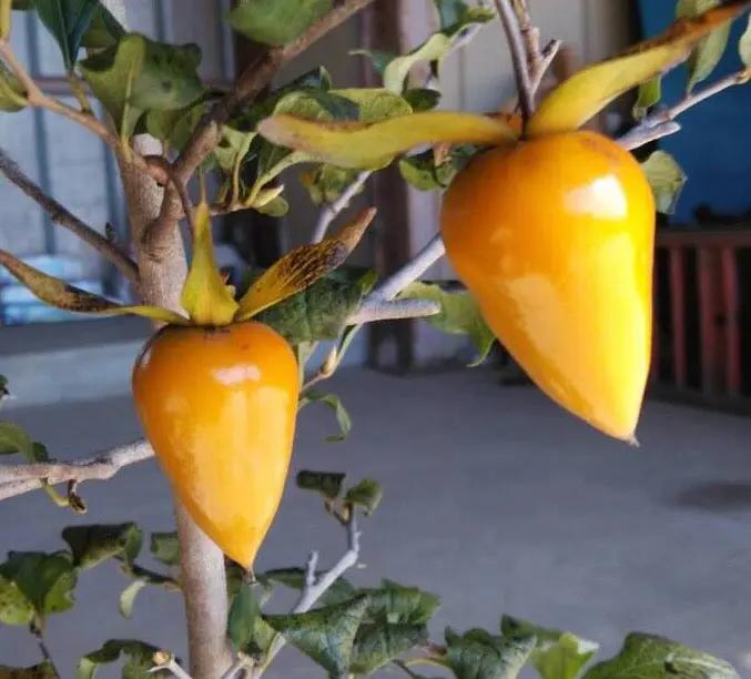 Diospyros rhombifolia ‘Tenpou’ Canada Bonsai