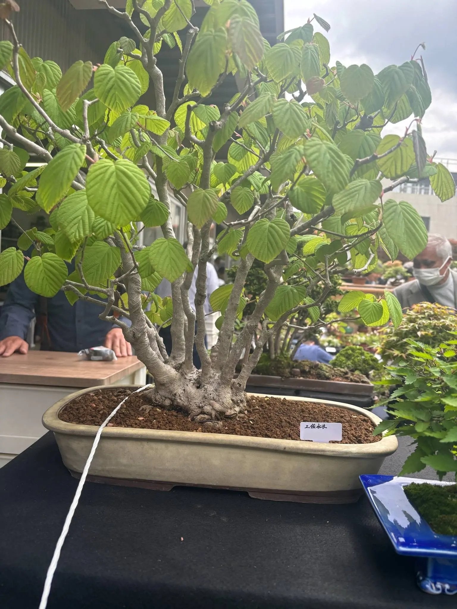 Corylopsis spicata Canada Bonsai