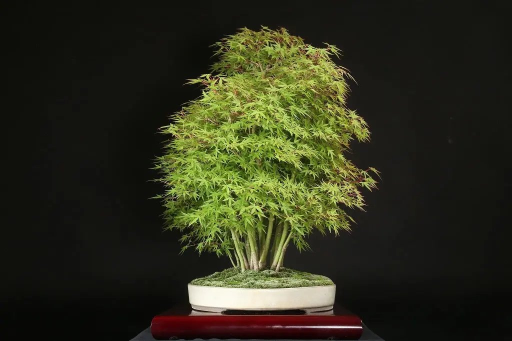 Acer palmatum 'Yukihime' Canada Bonsai