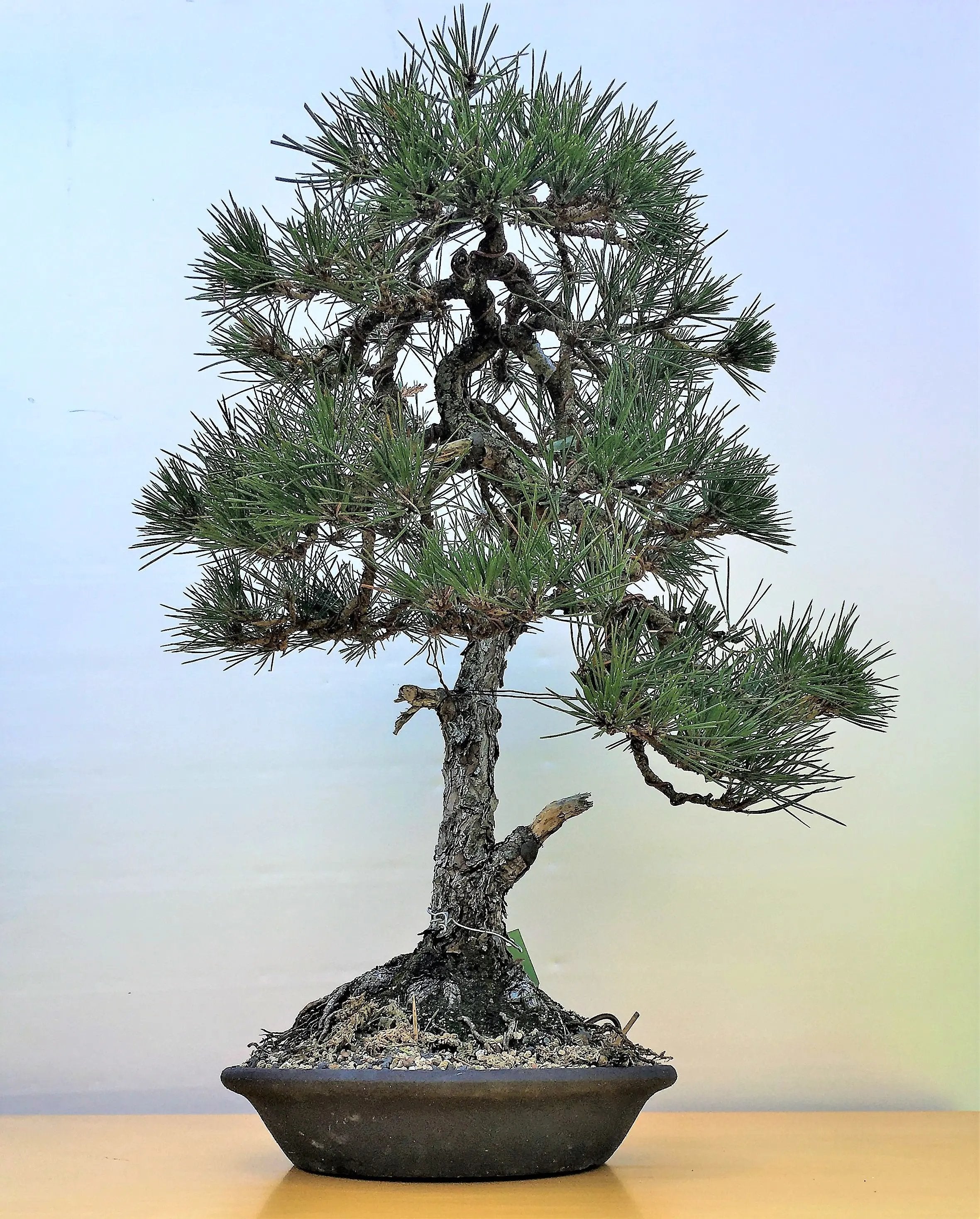Pinus thunbergii Canada Bonsai