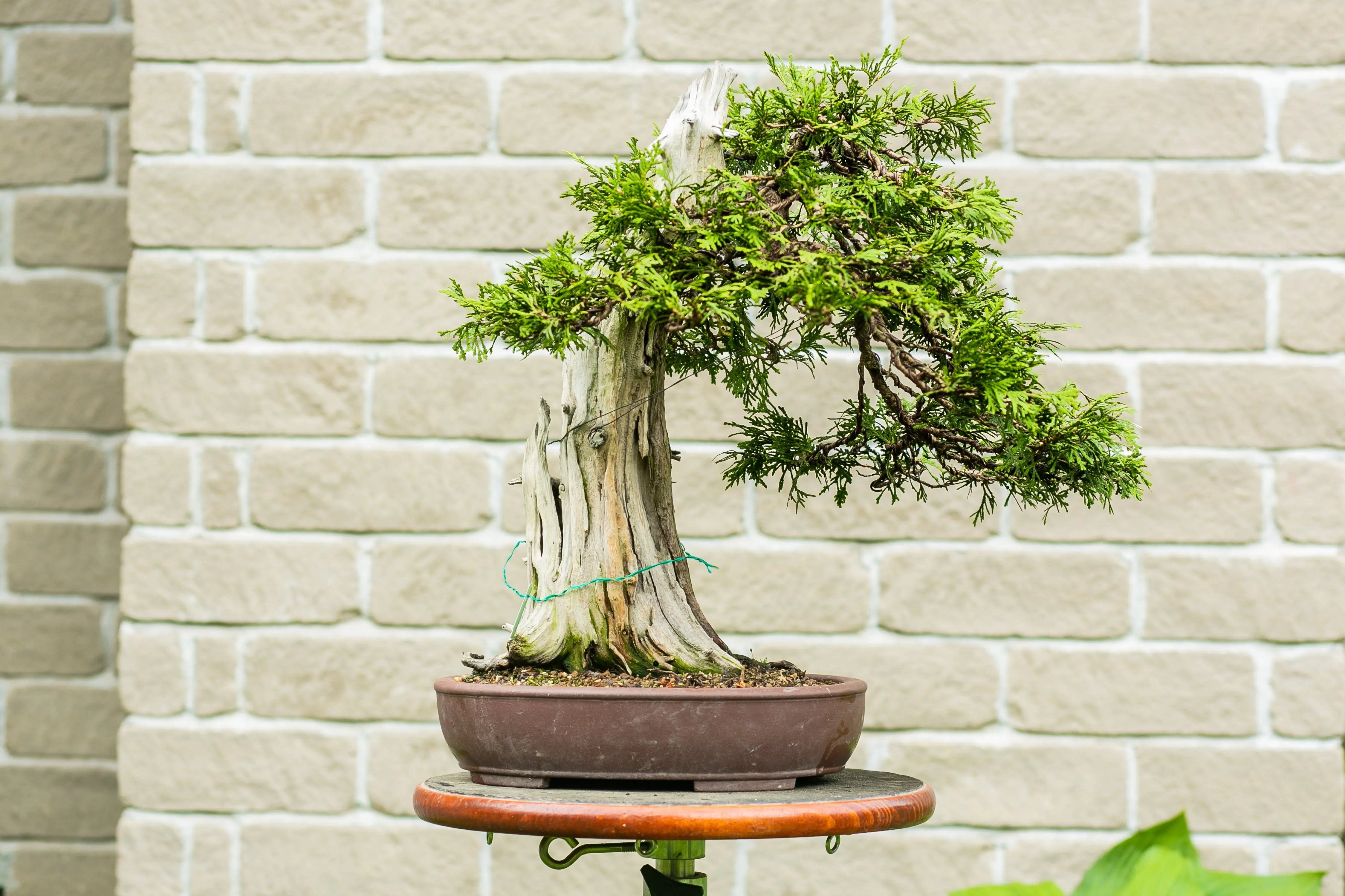 Thuya occidentalis Canada Bonsai